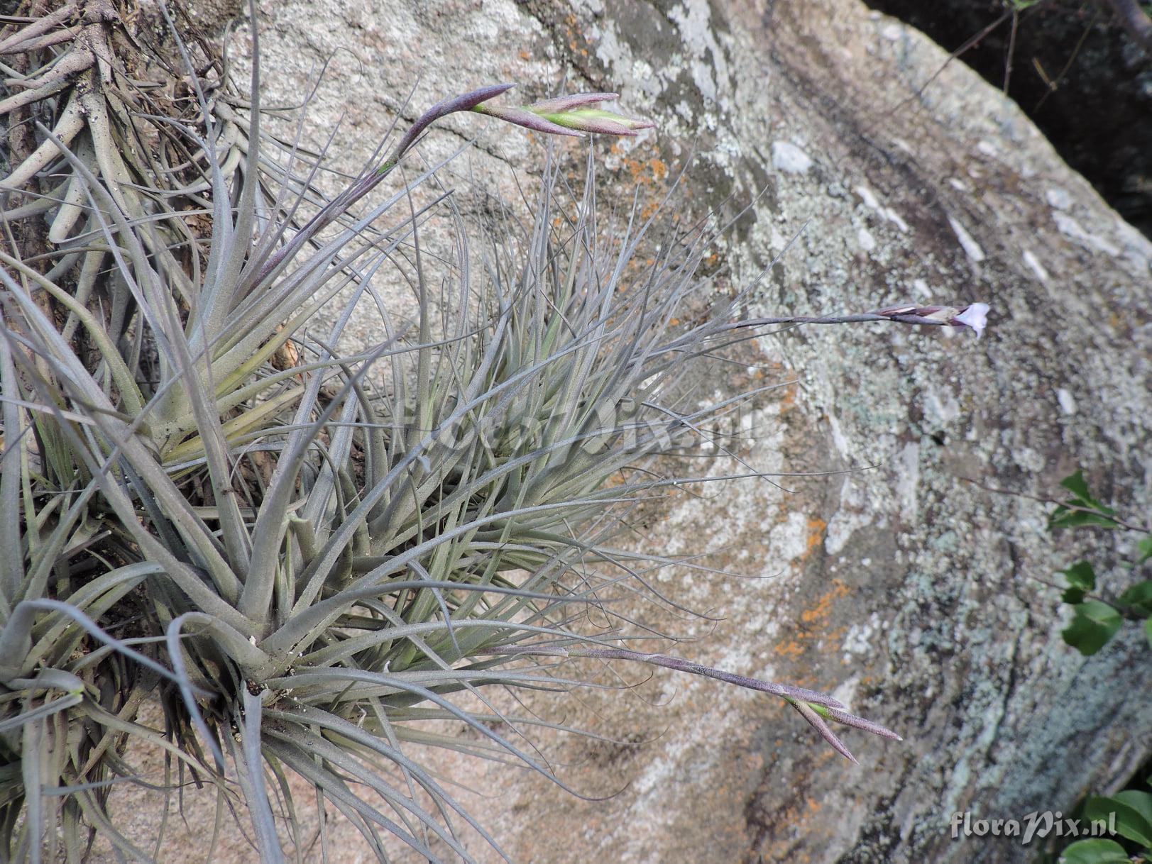 Tillandsia itatiensis