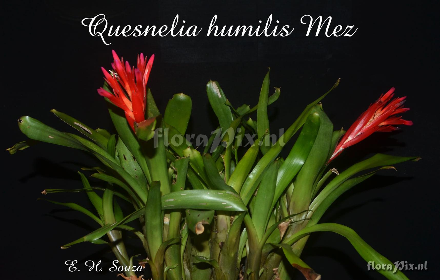 Quesnelia humilis