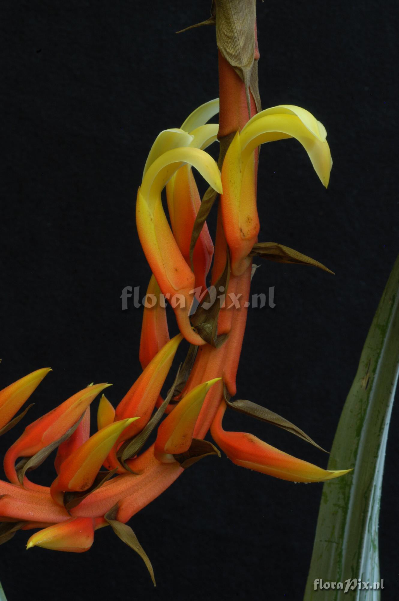 Pitcairnia elvirae