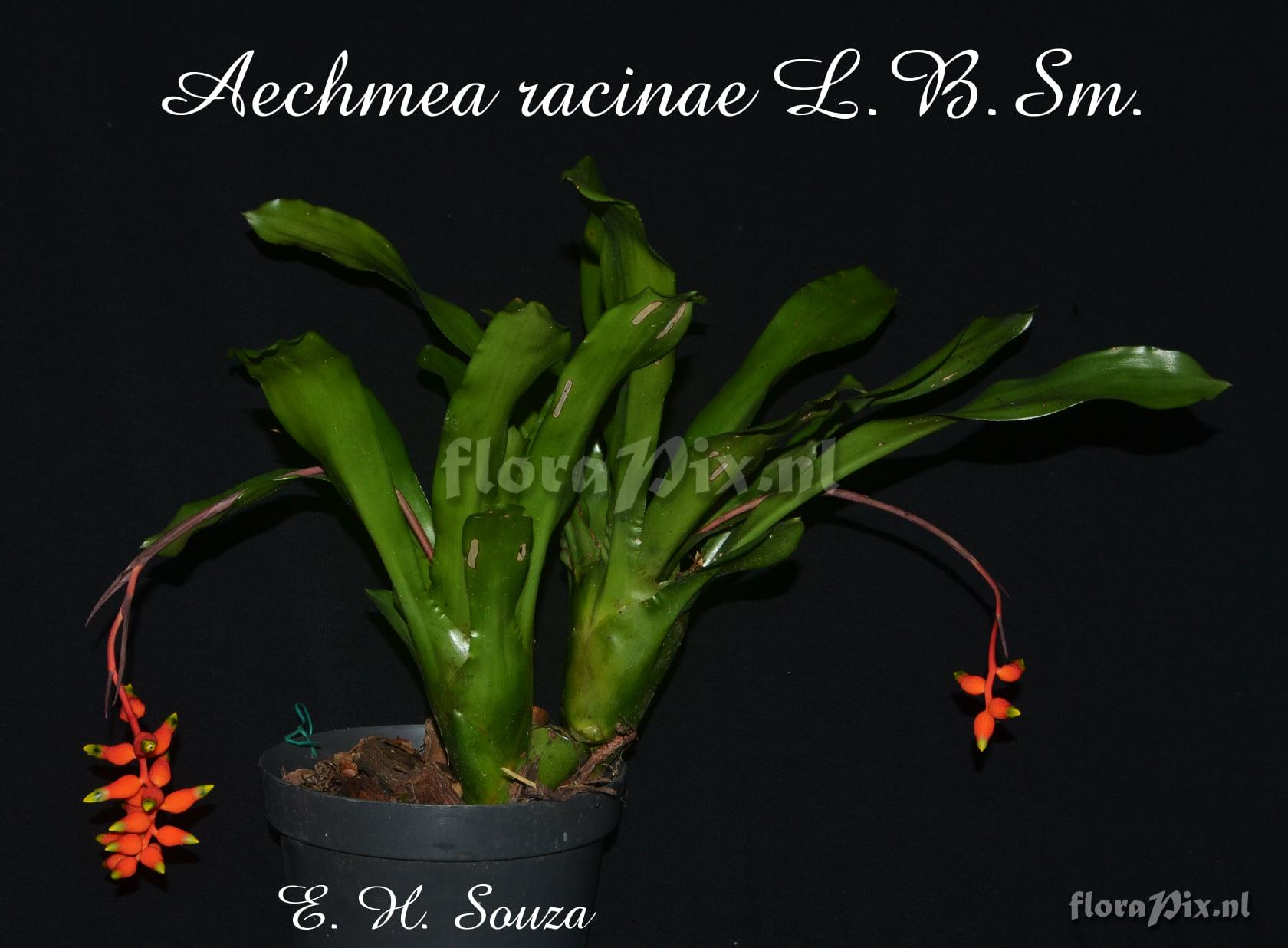 Aechmea racinae