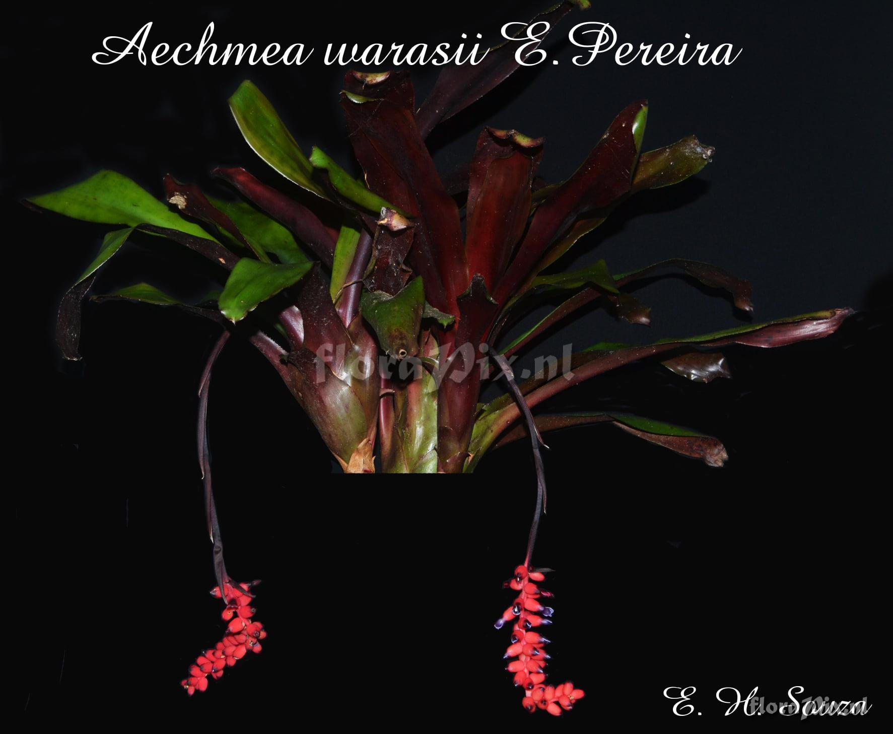 Aechmea warasii var. discolor