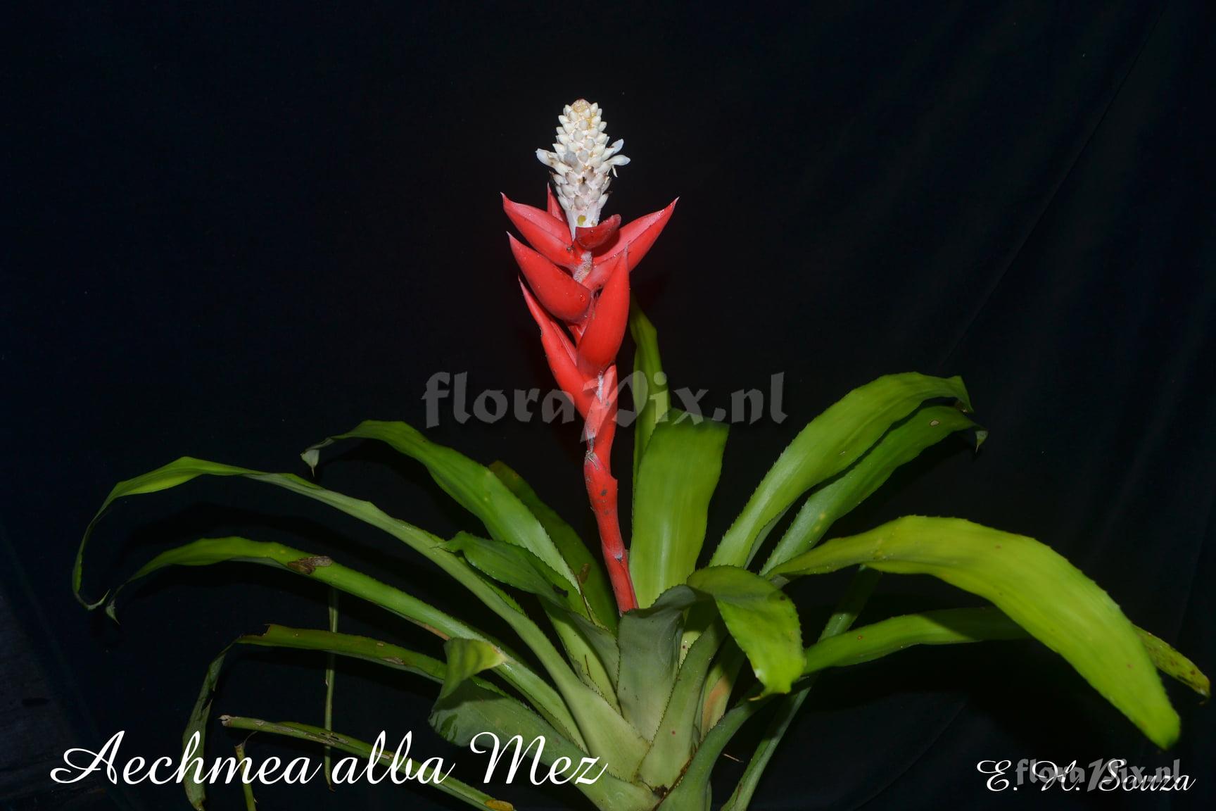 Aechmea alba