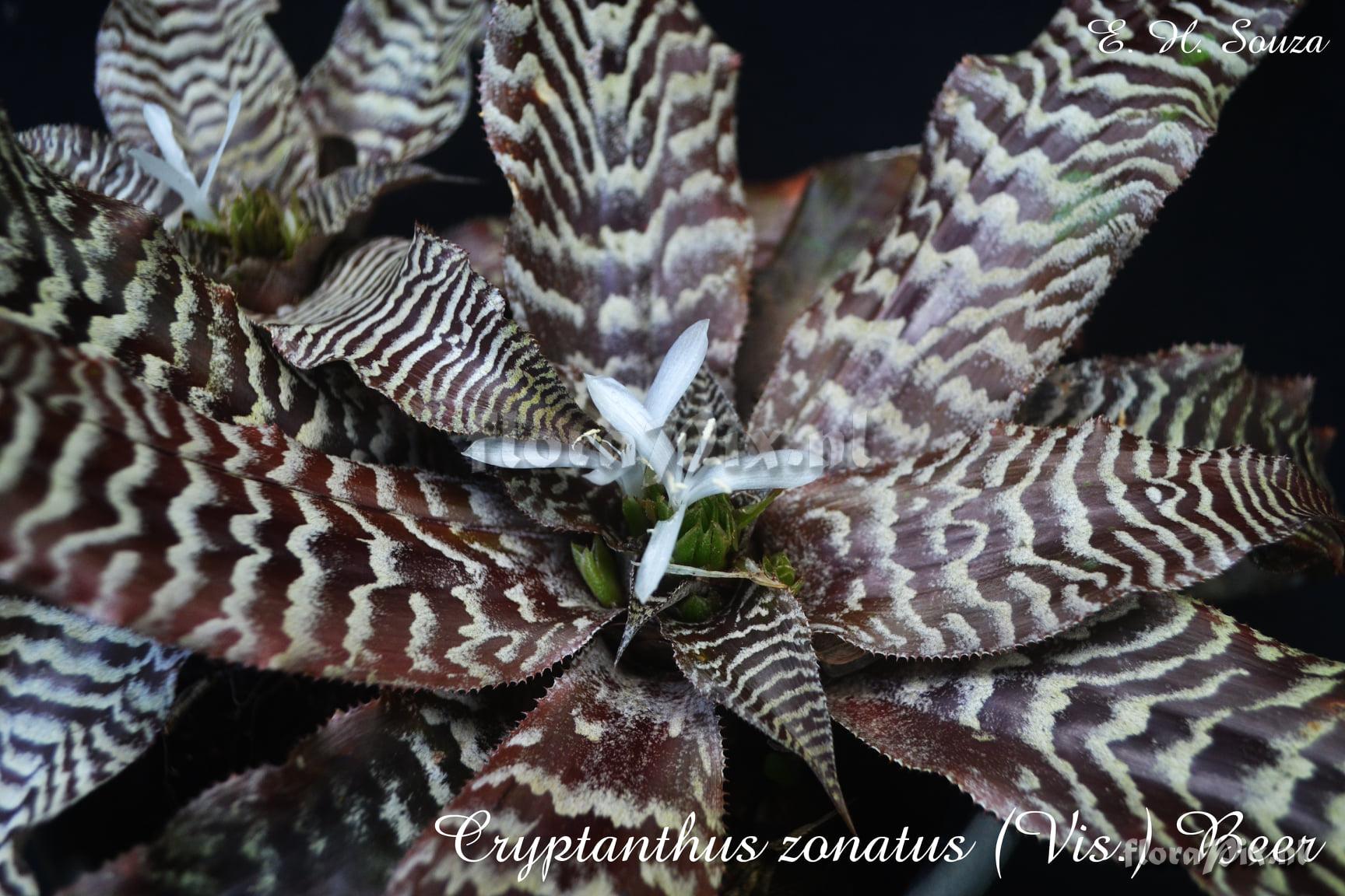 Cryptanthus zonatus