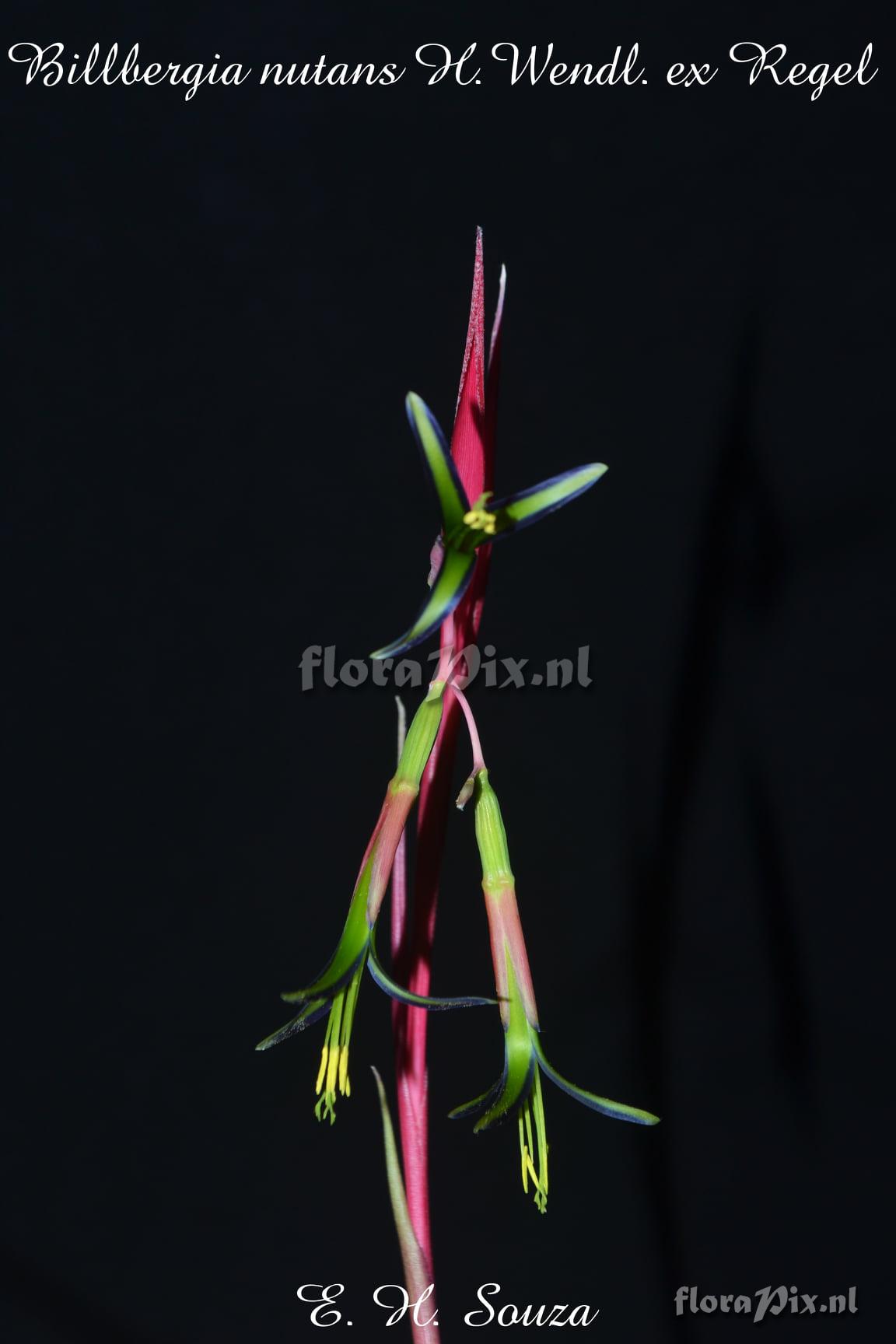 Billbergia nutans