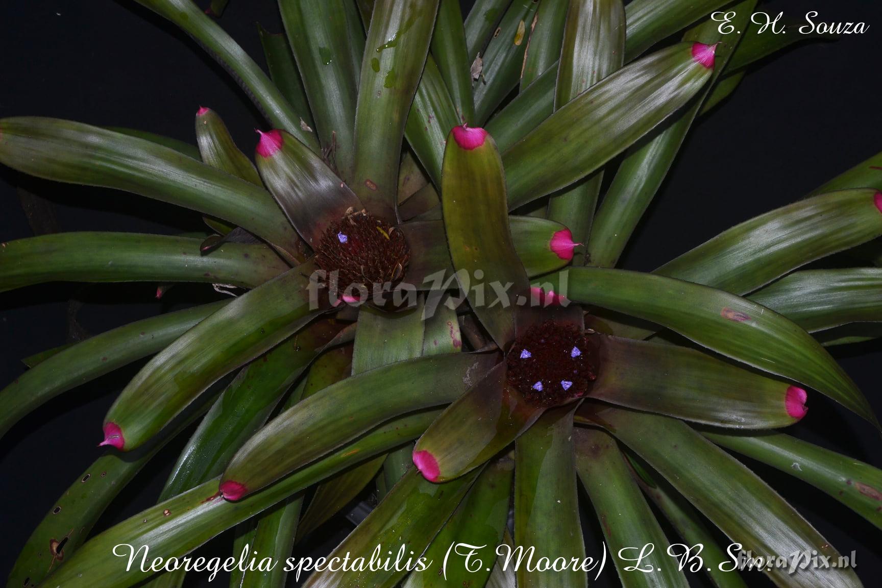 Neoregelia spectabilis