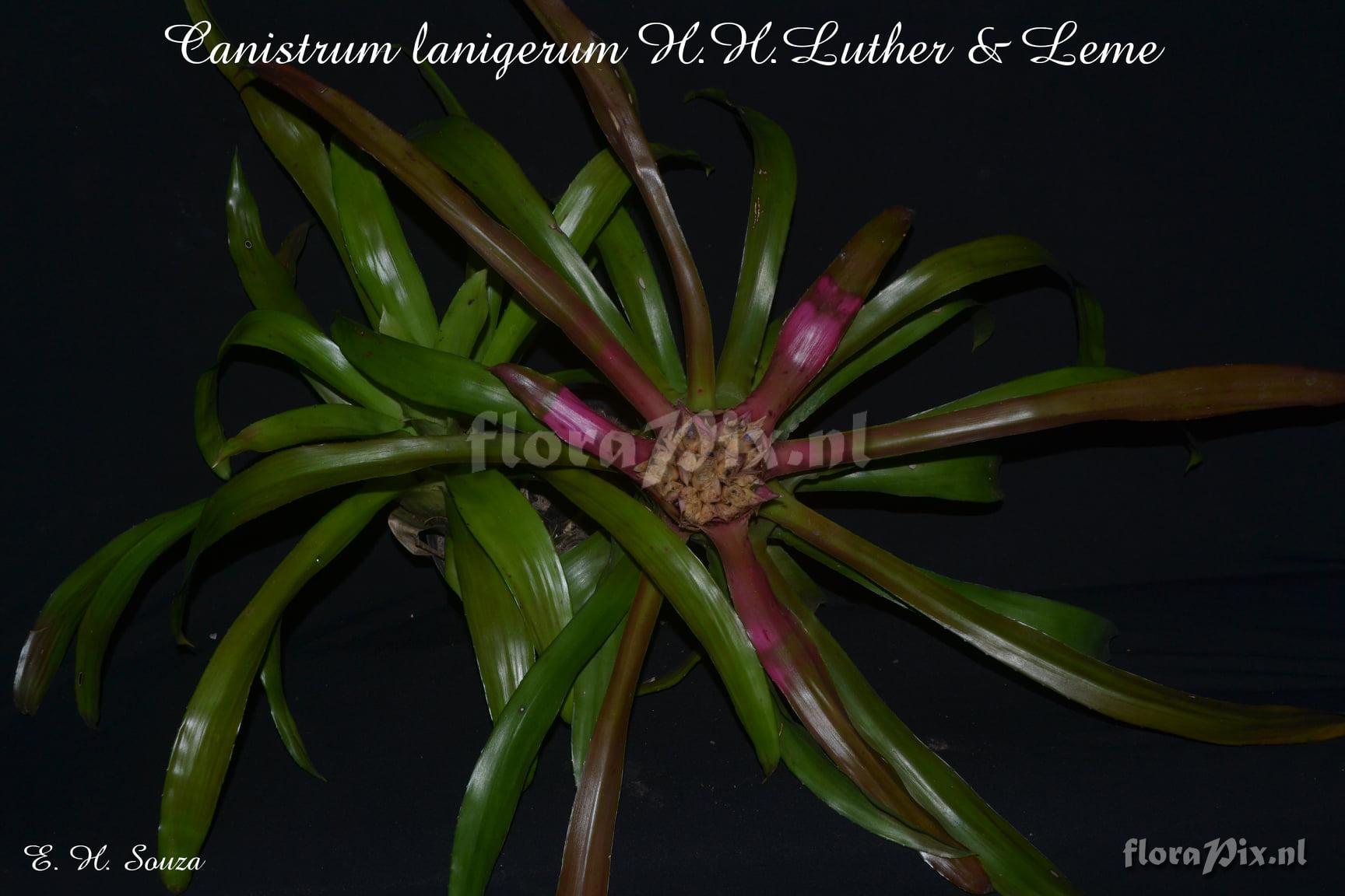 Canistrum lanigerum