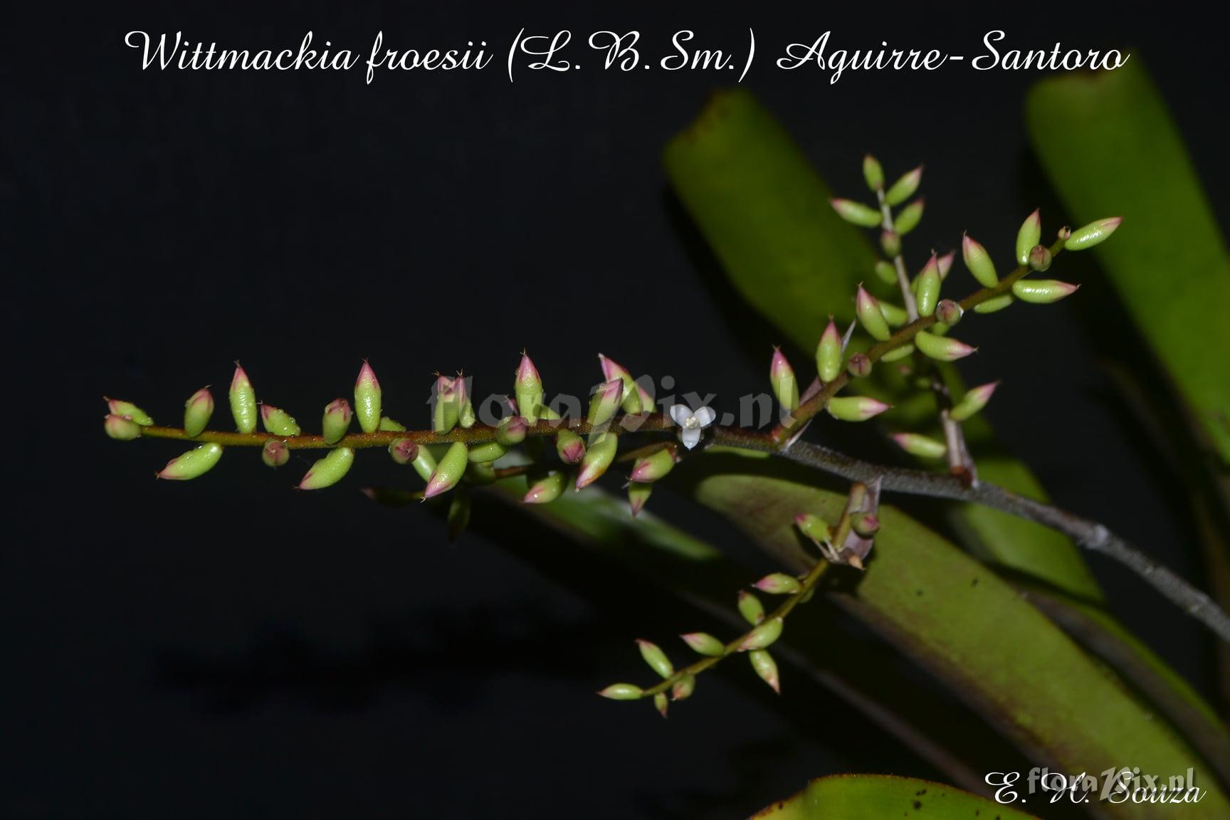 Wittmackia froesii