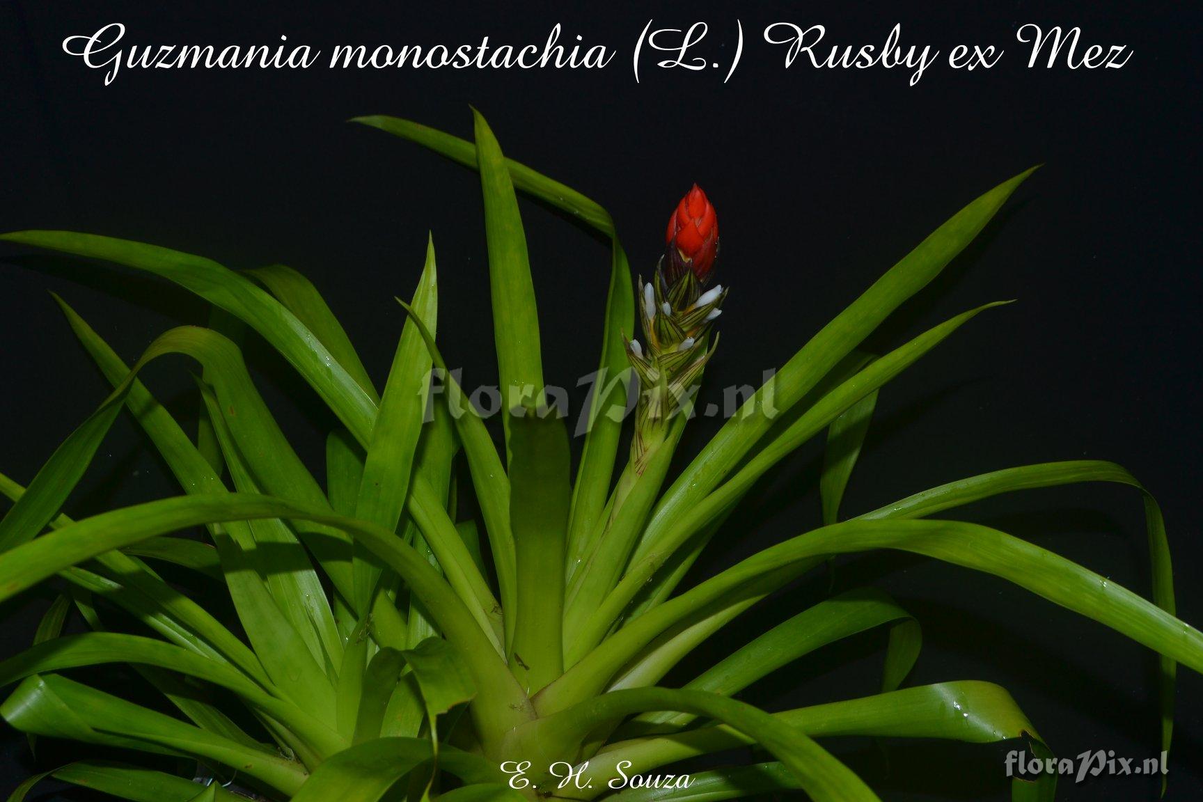 Guzmania monostachia