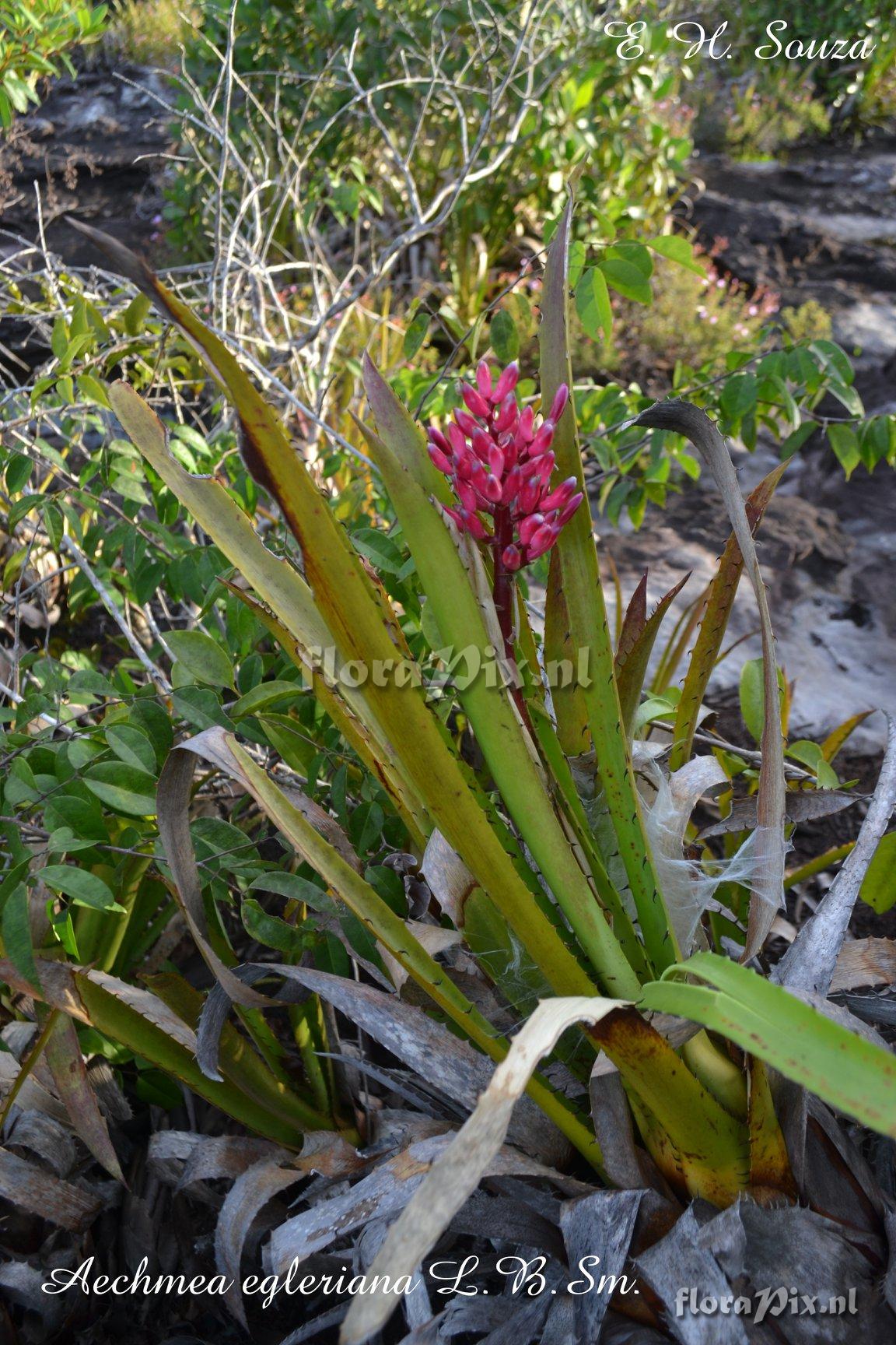 Aechmea egleriana