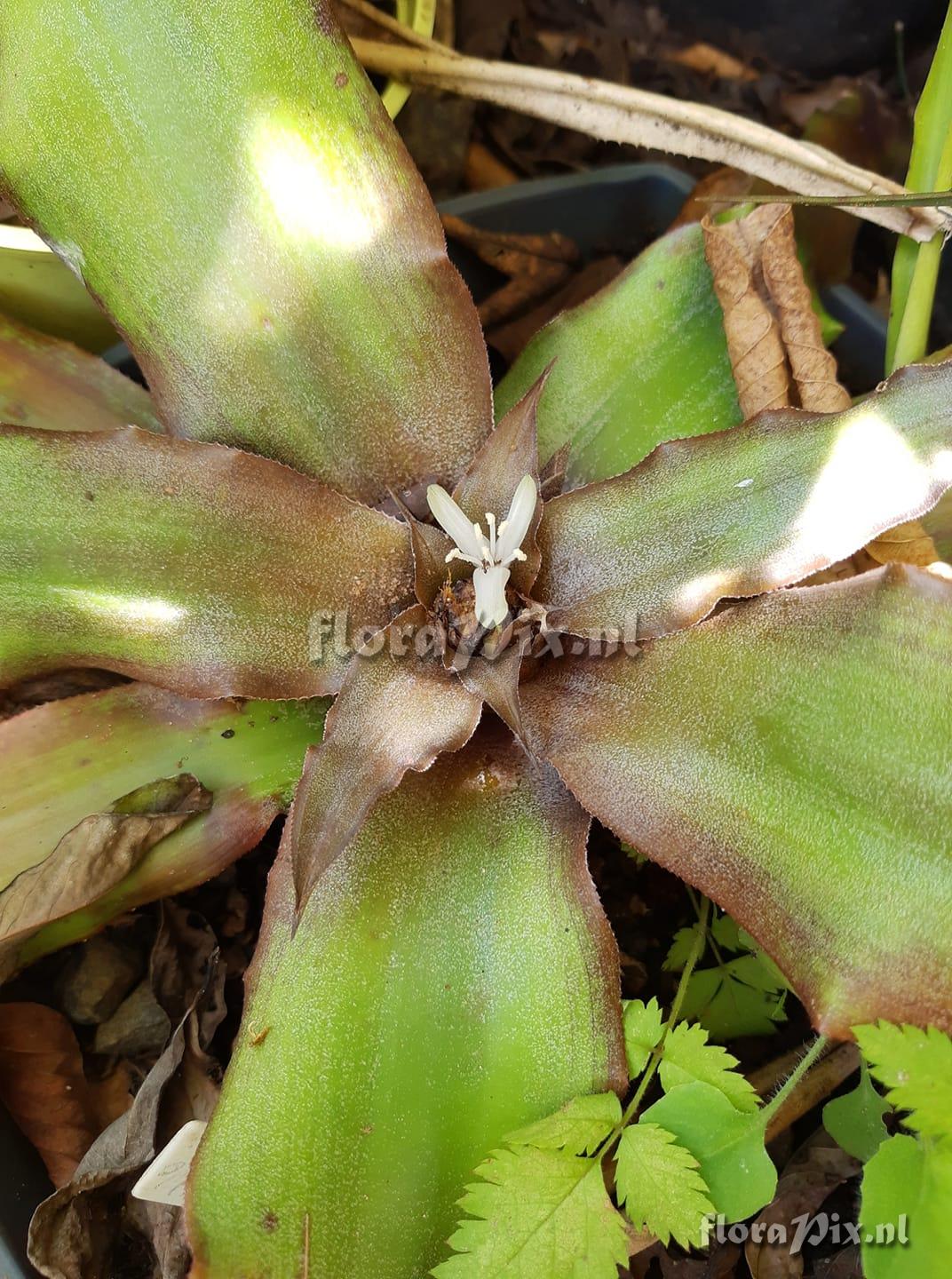 Cryptanthus cruzalmensis