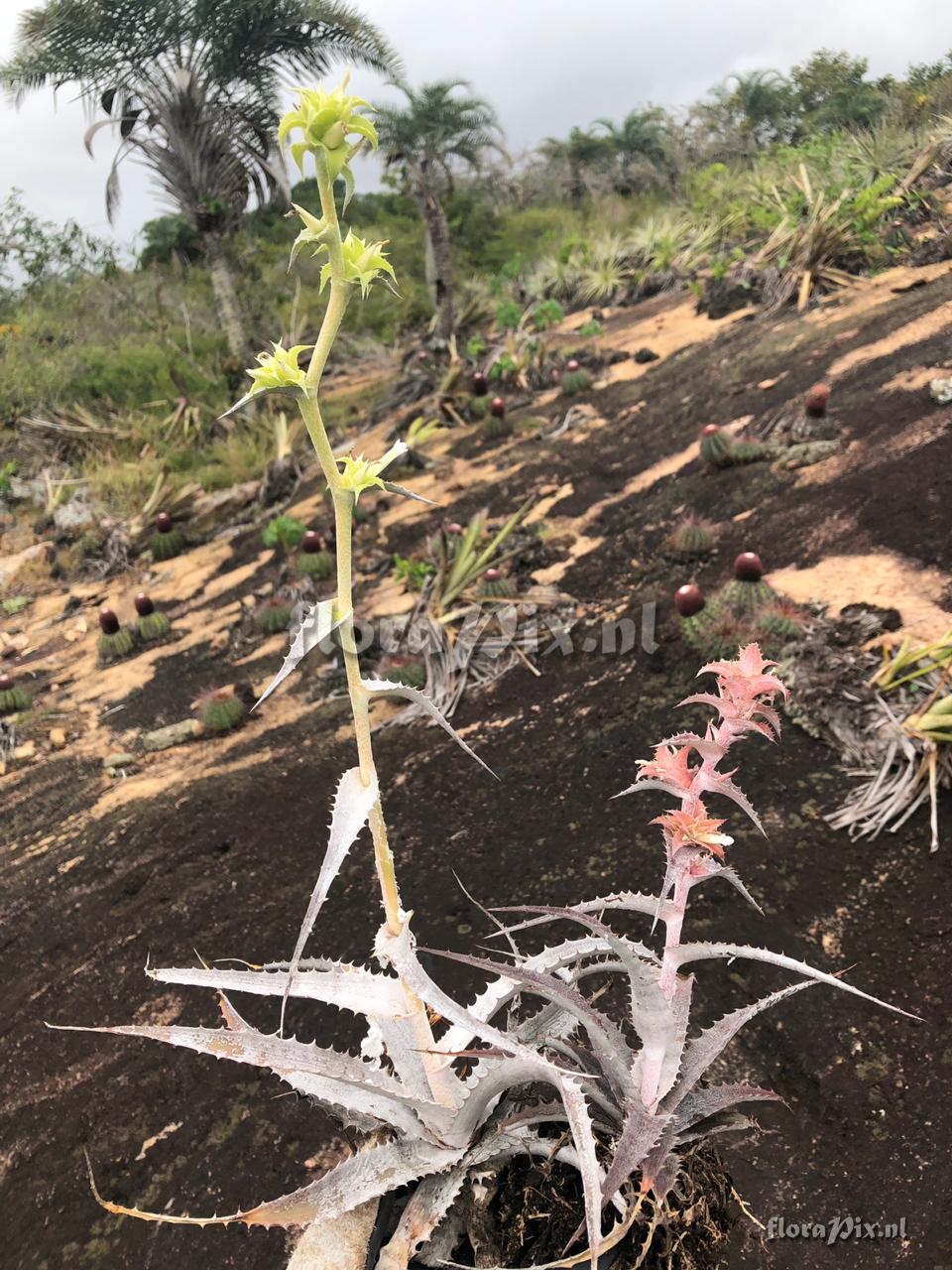 Orthophytum brejoense