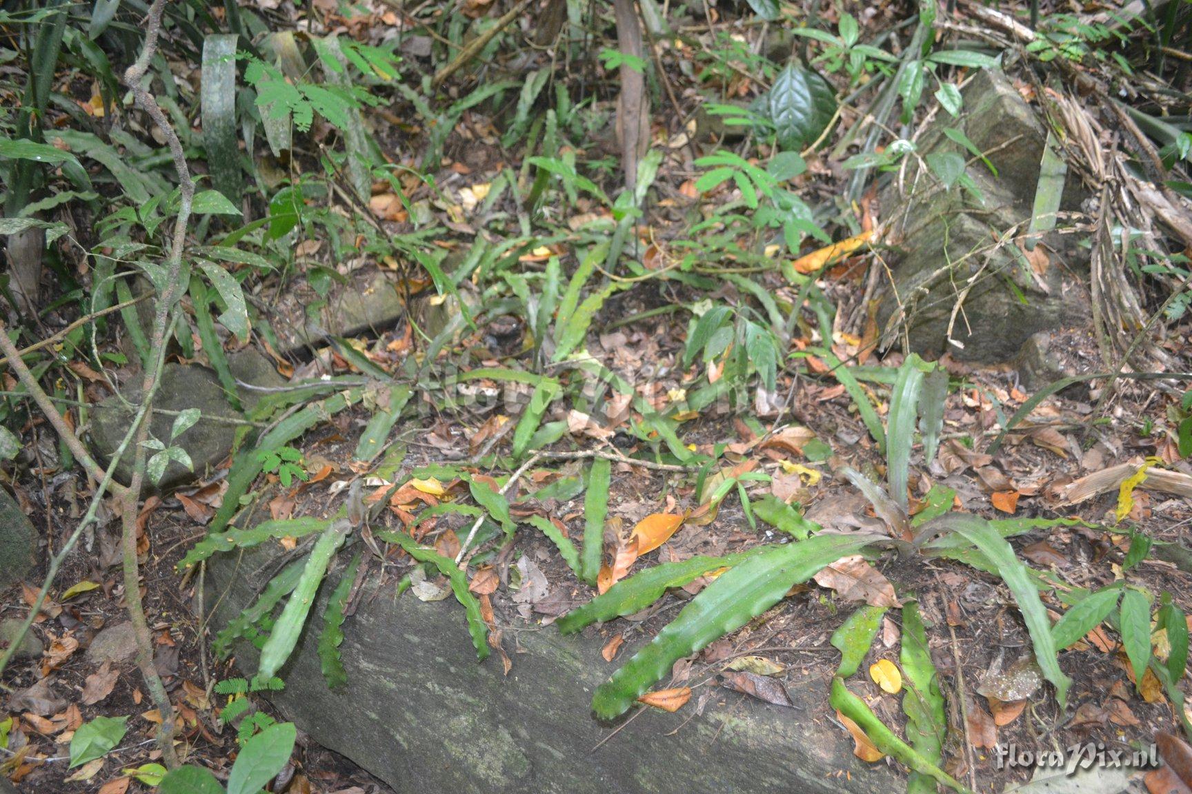 Cryptanthus cruzalmensis