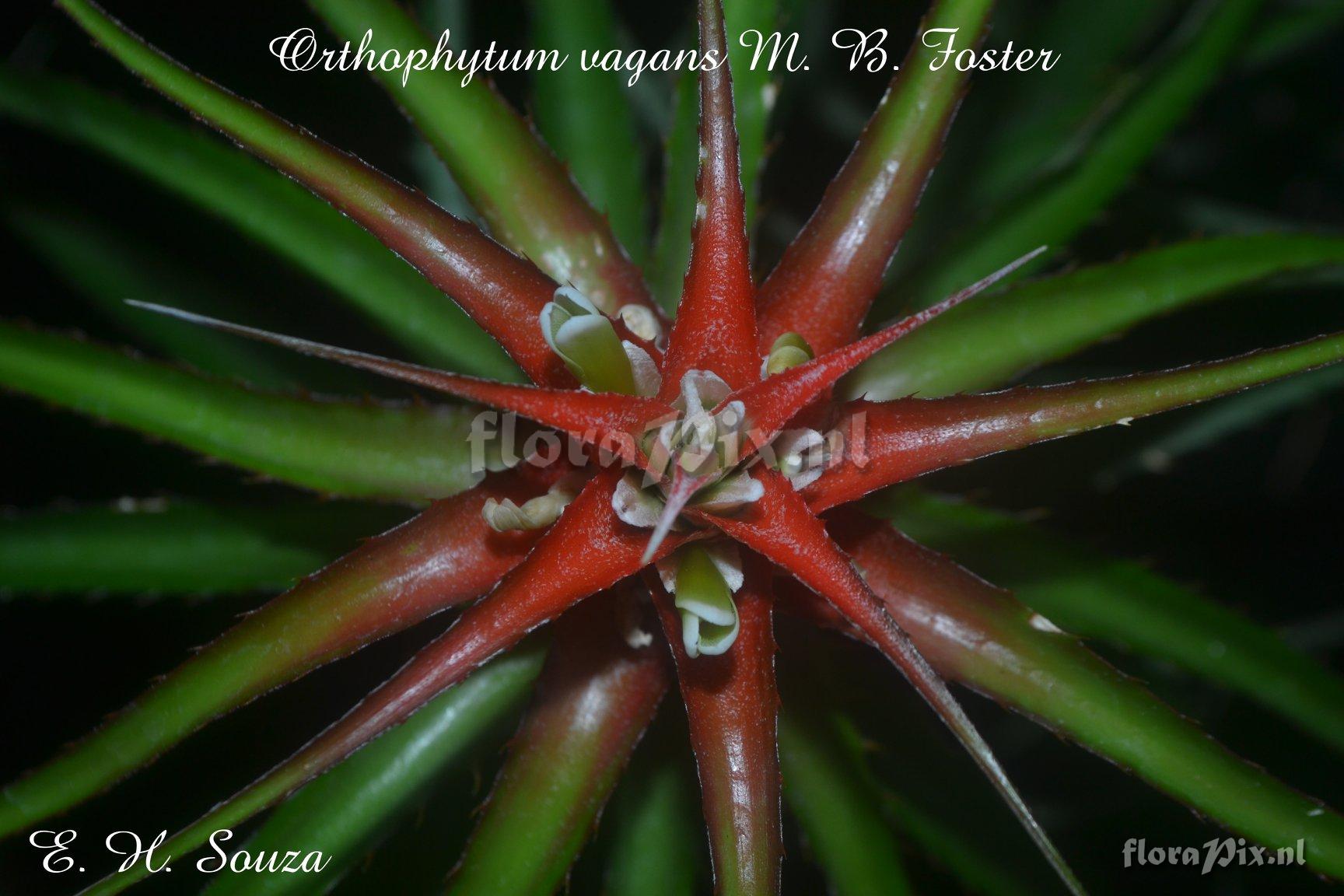 Orthophytum vagans