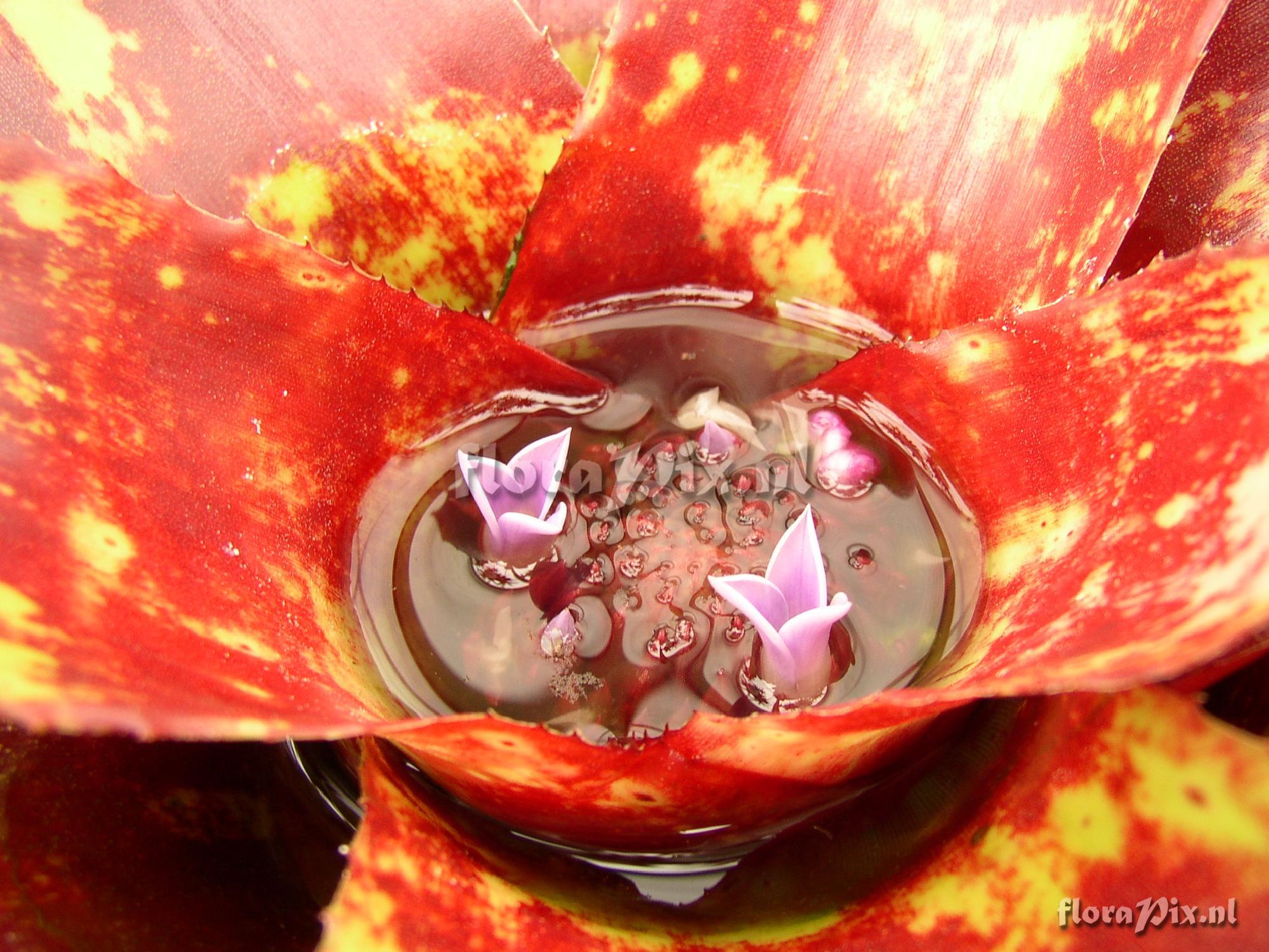 Neoregelia Lamberts Pride