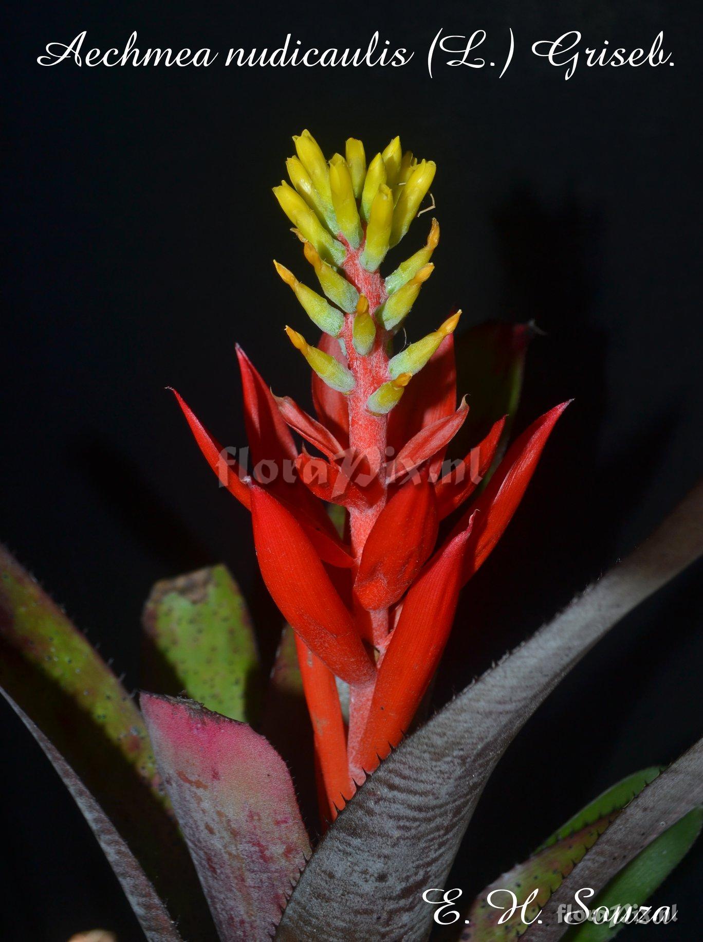 Aechmea nudicaulis var. aequalis