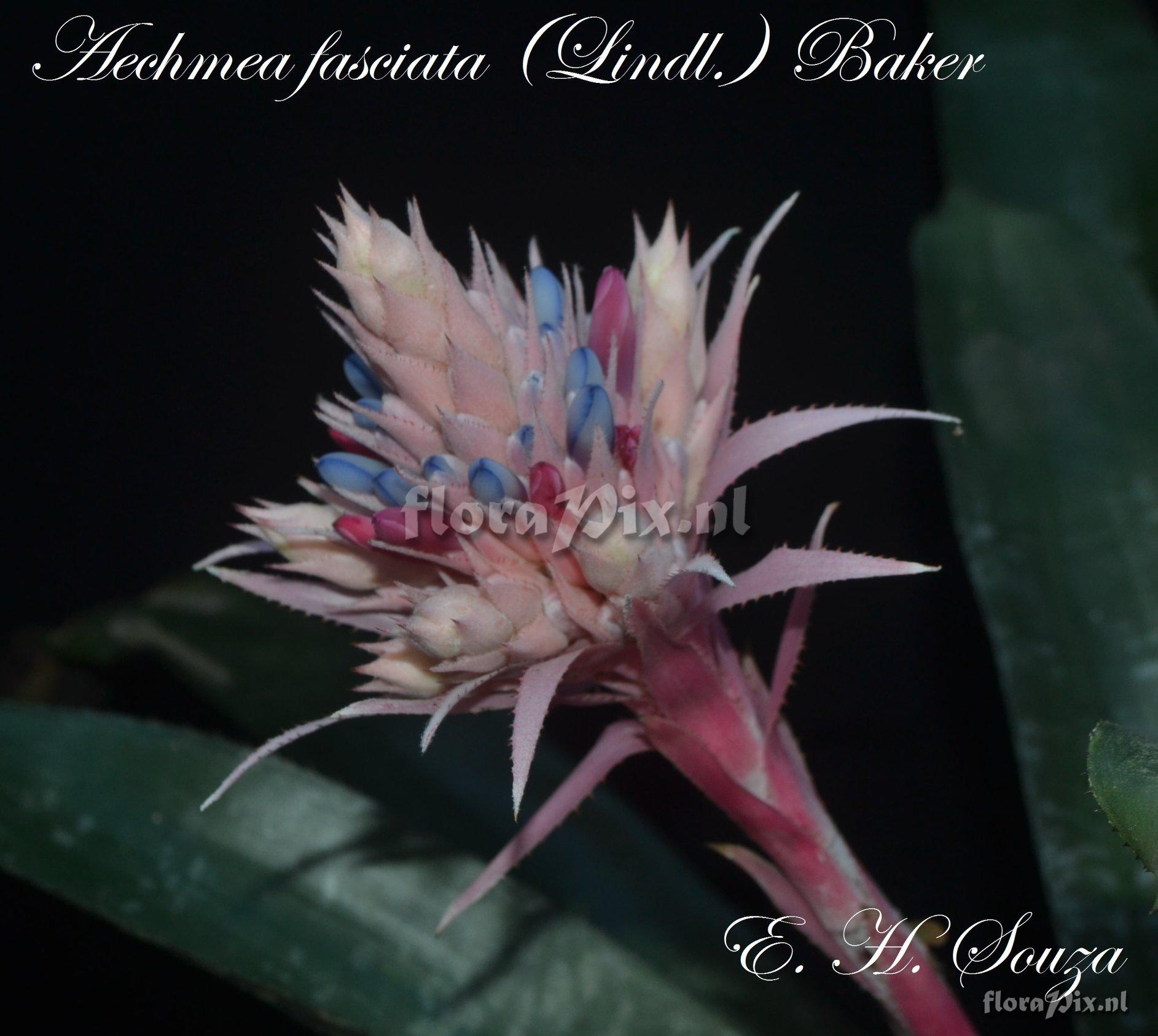 Aechmea fasciata var. purpurea