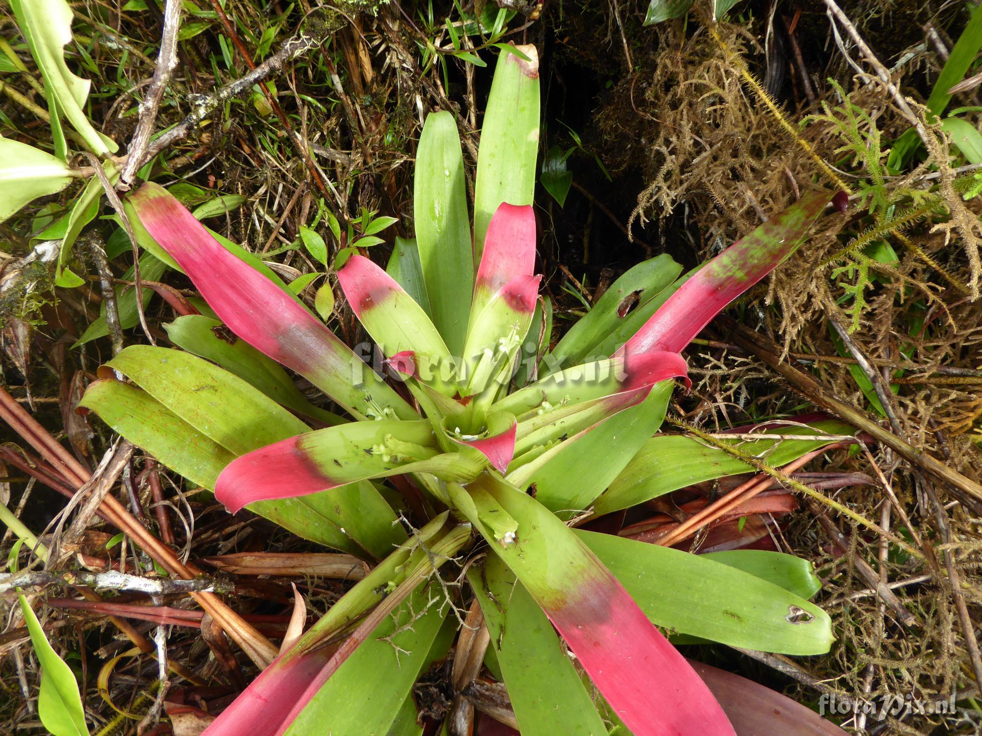 Guzmania circinnata