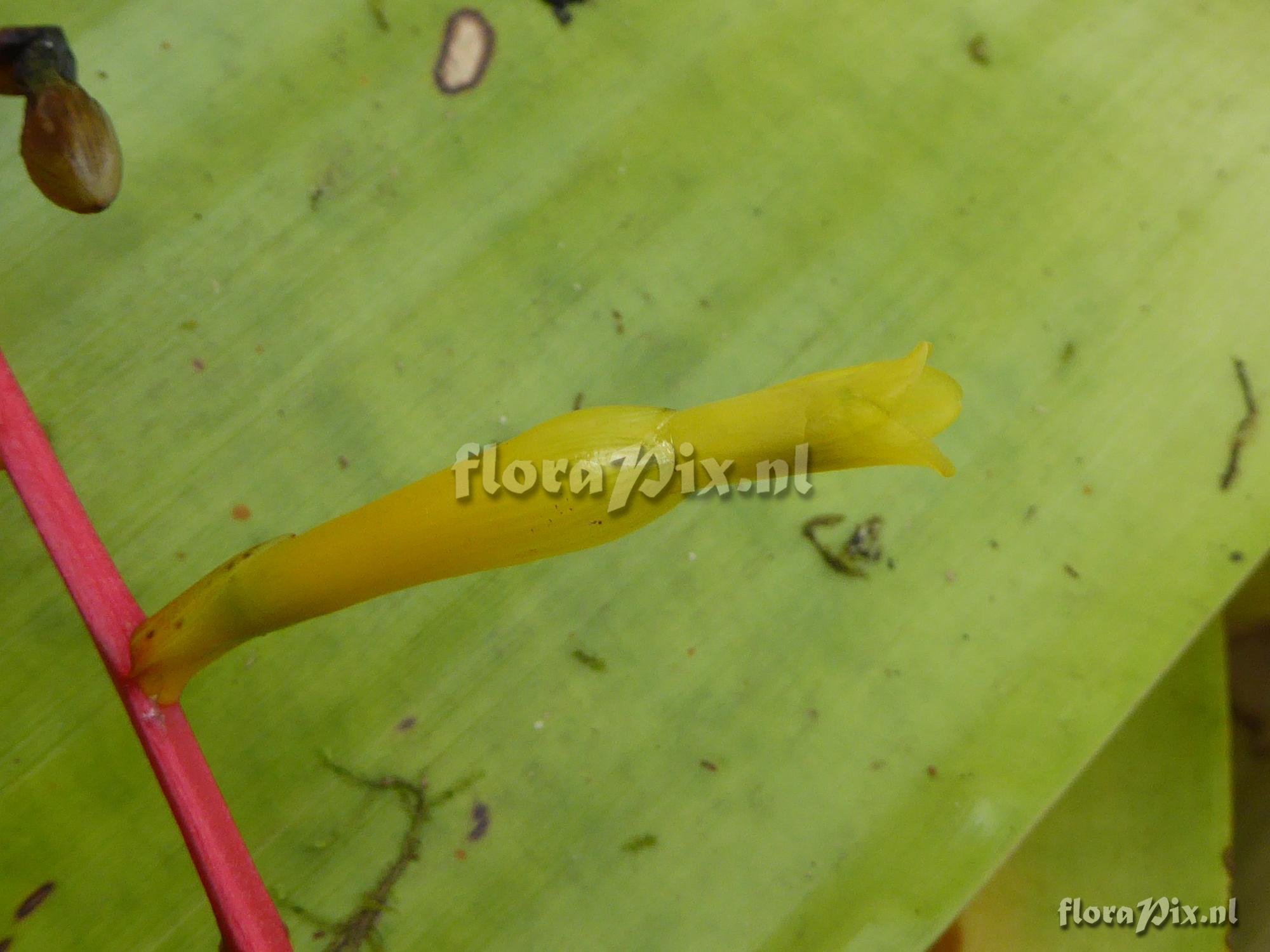 Guzmania harlingii