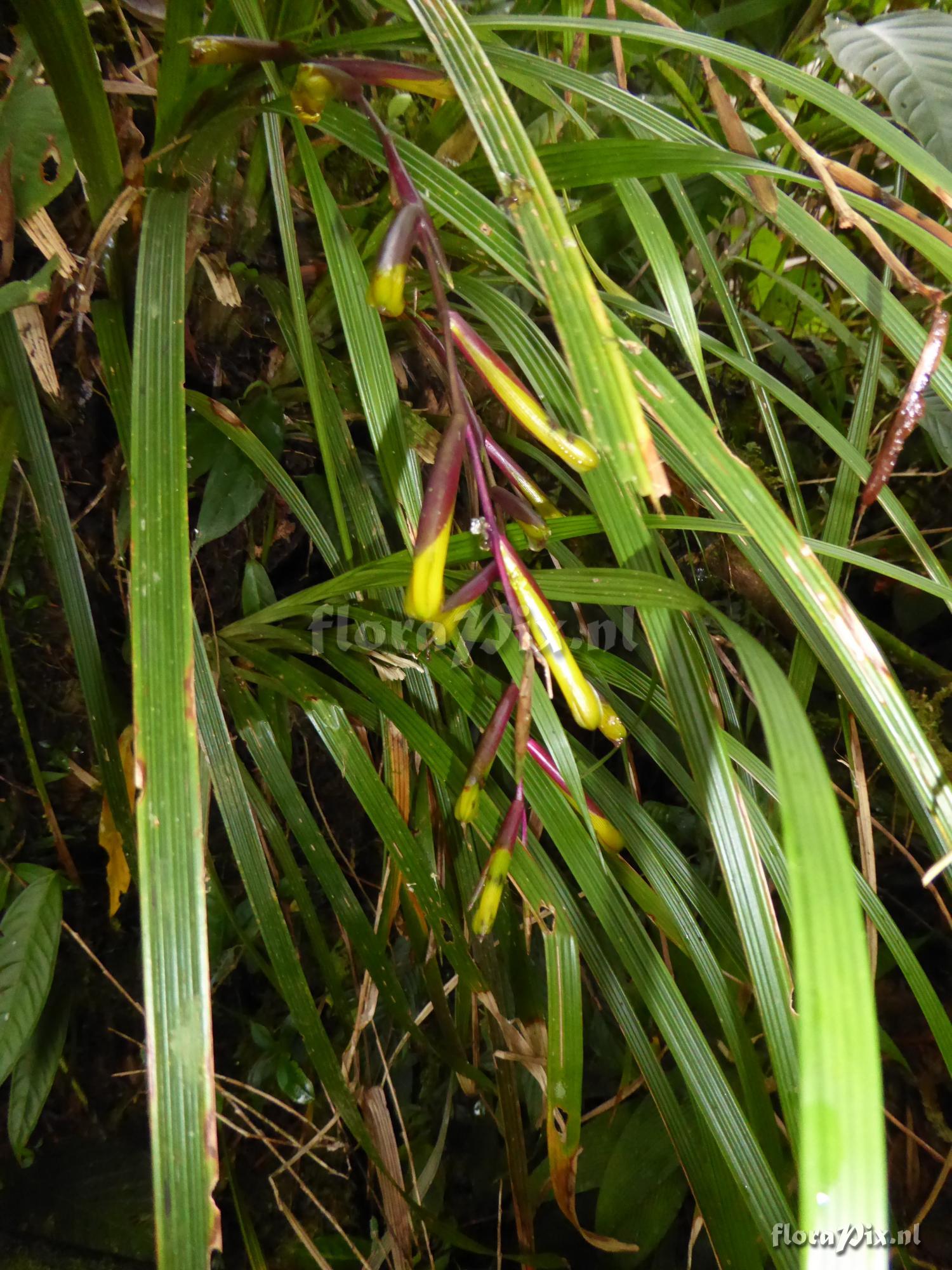 Guzmania scandens