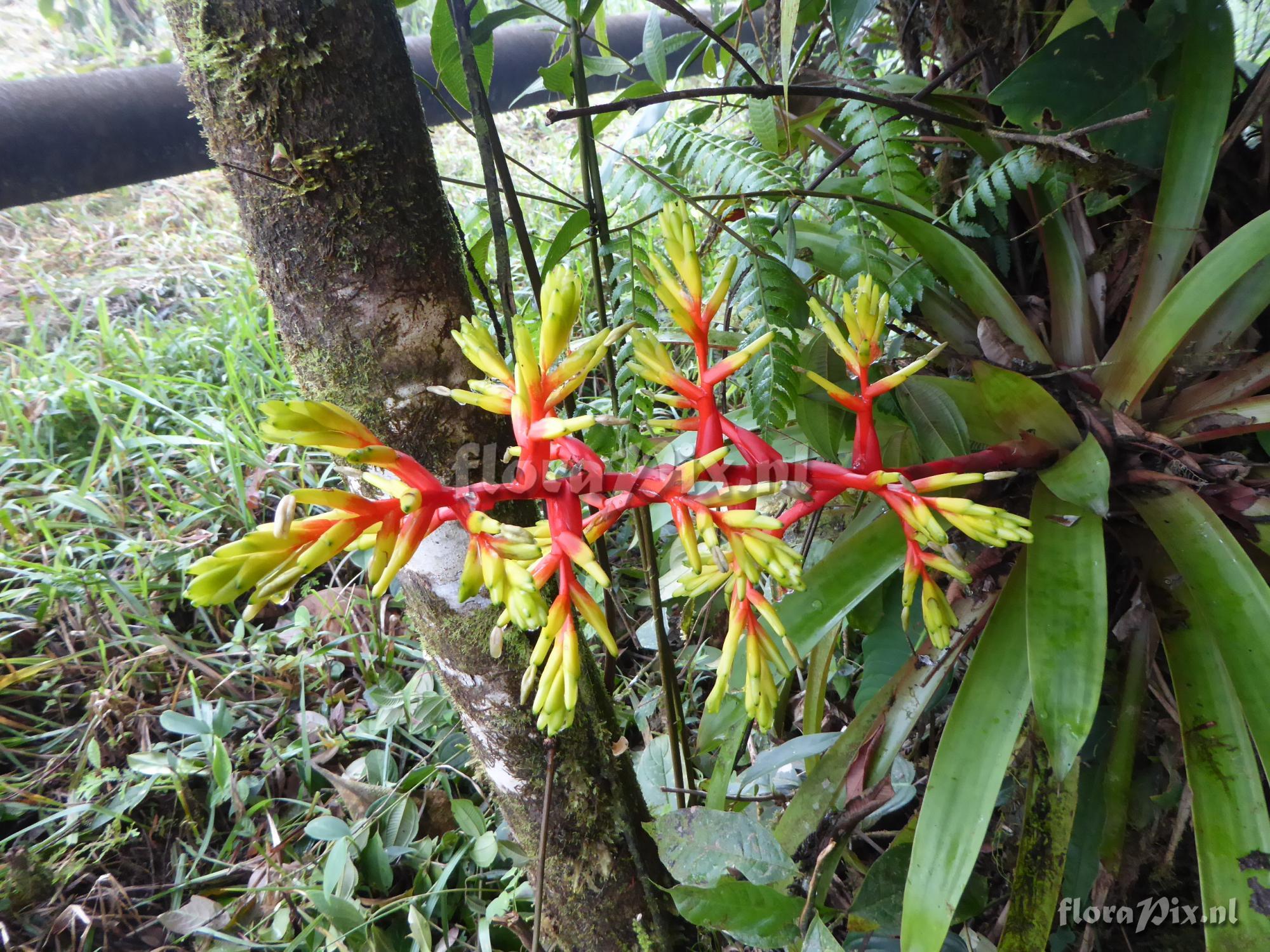 Guzmania scherzeriana