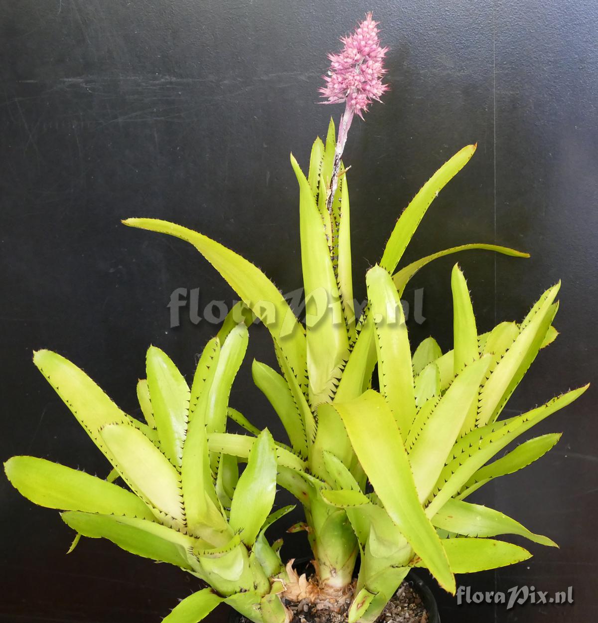 Aechmea caesia