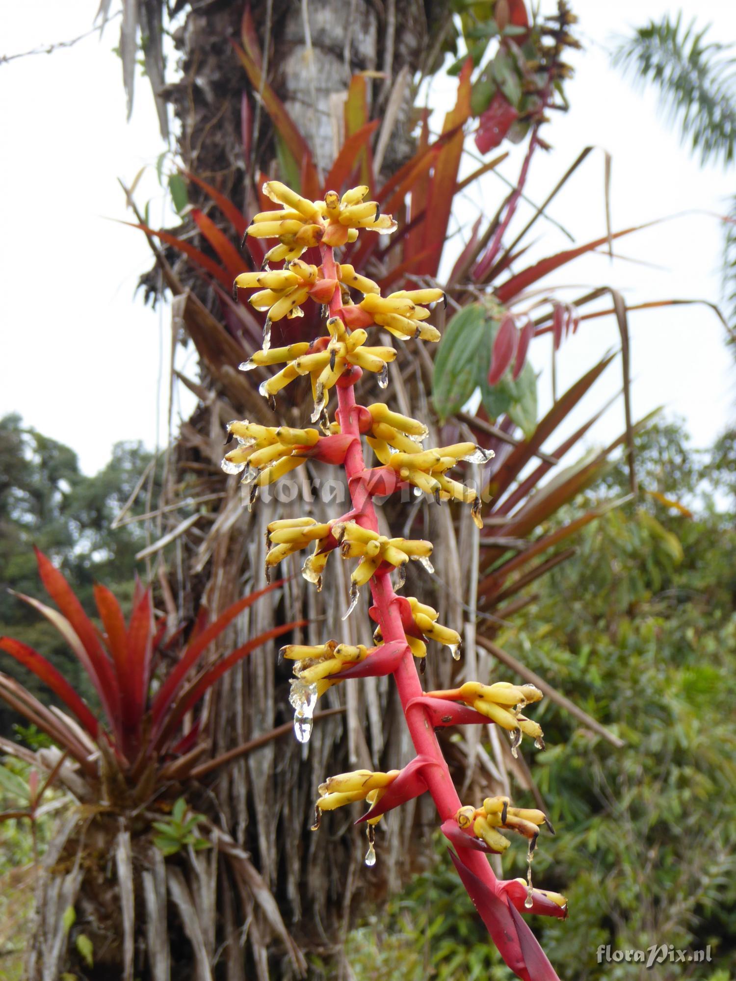 Guzmania testudinis