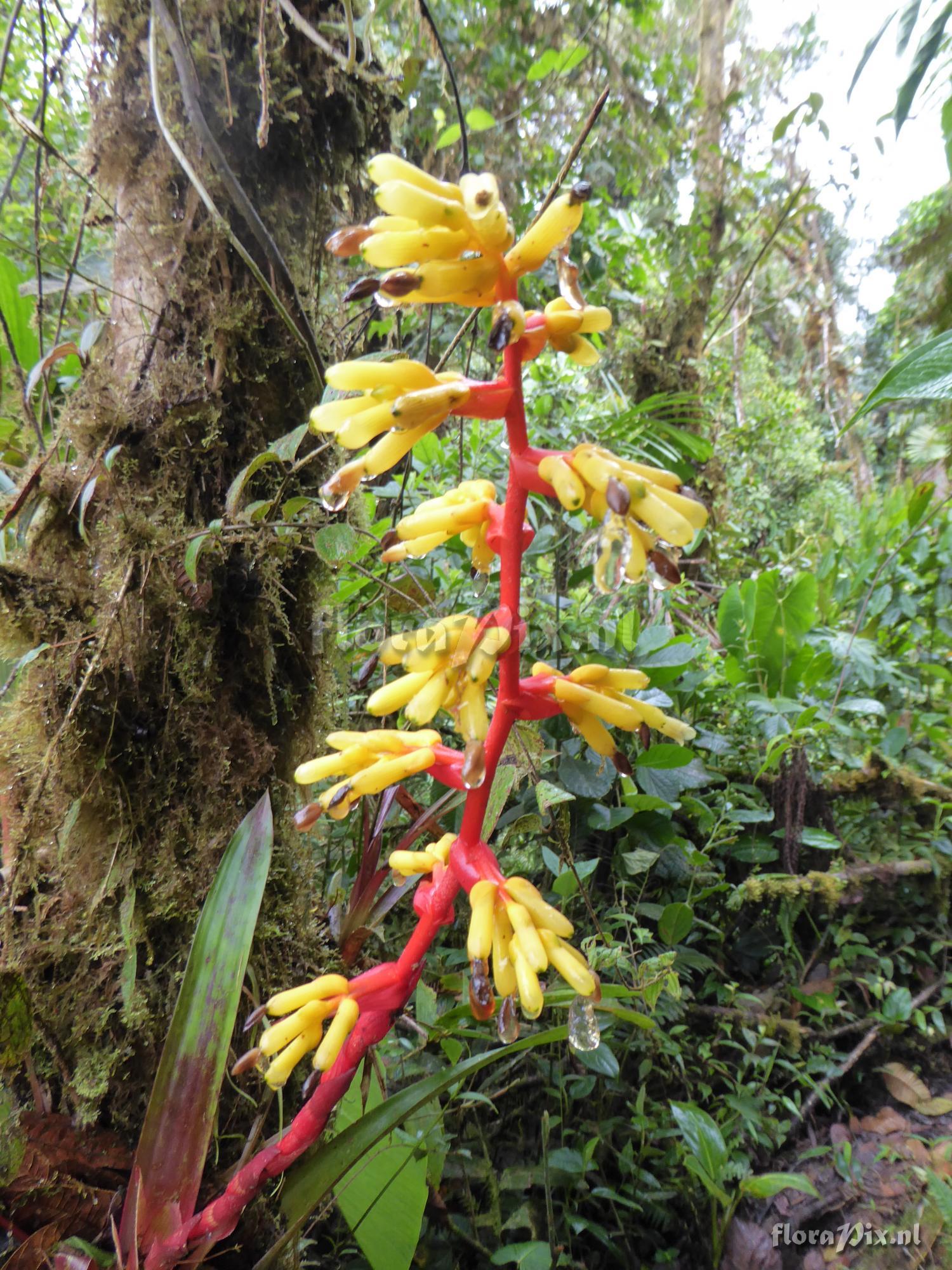 Guzmania testudinis