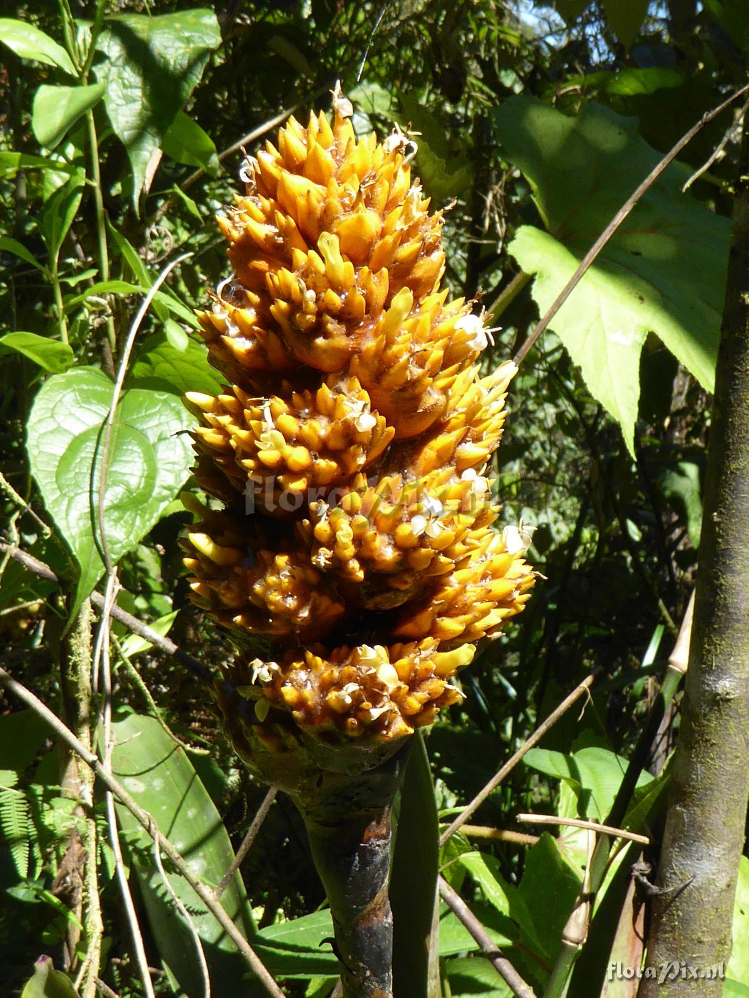 Guzmania teuscheri