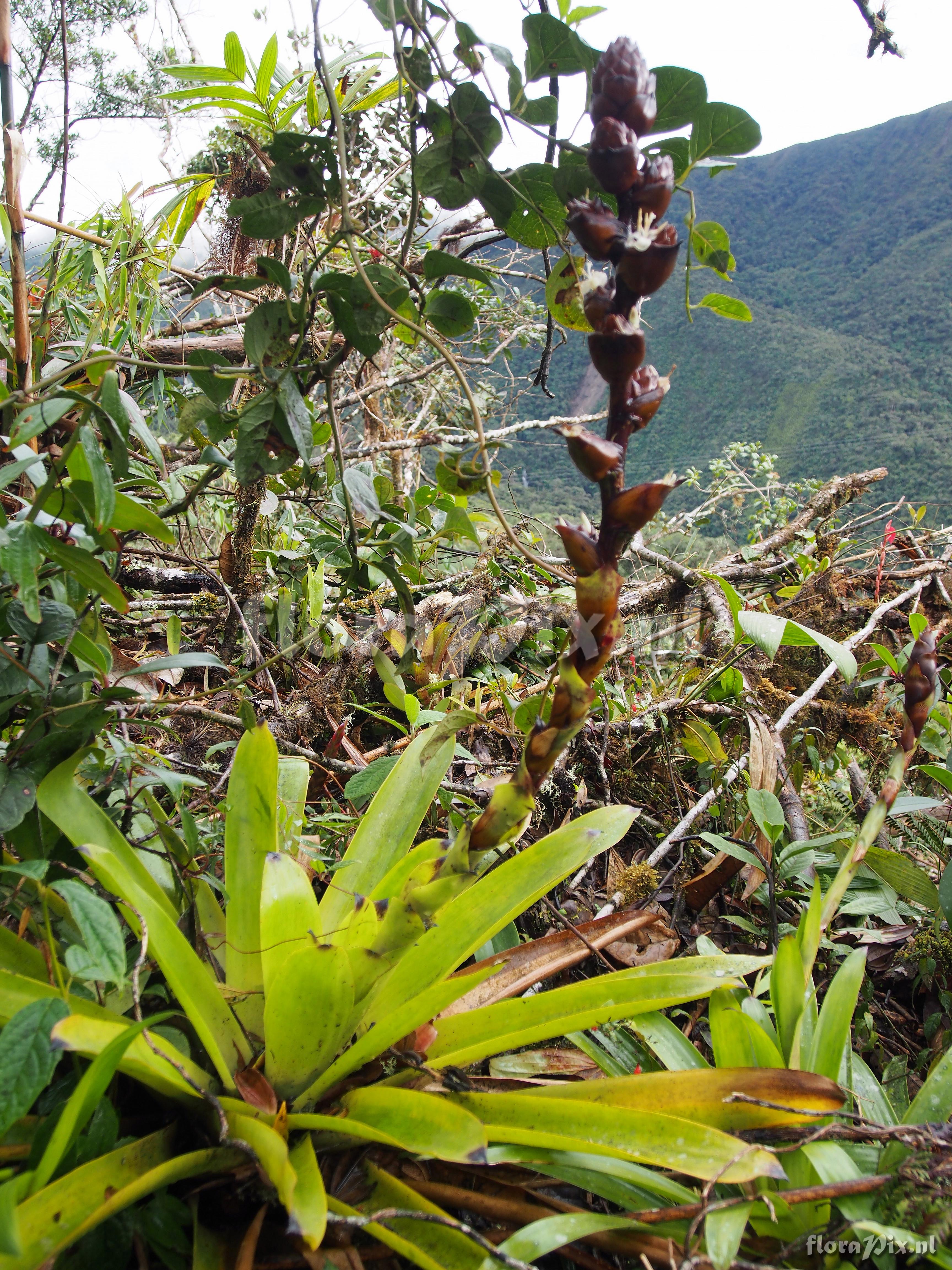 Guzmania atrocastanea