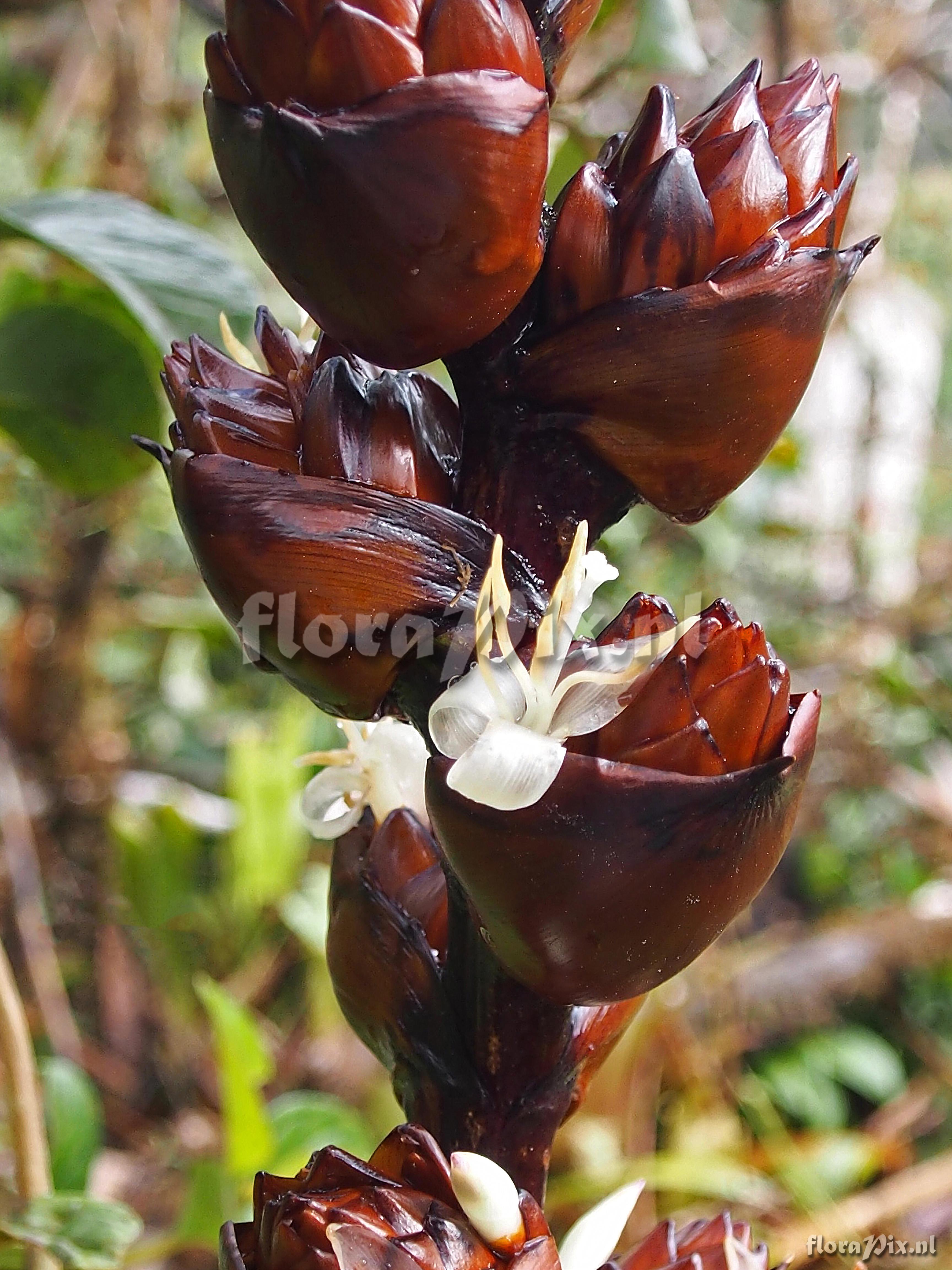 Guzmania atrocastanea