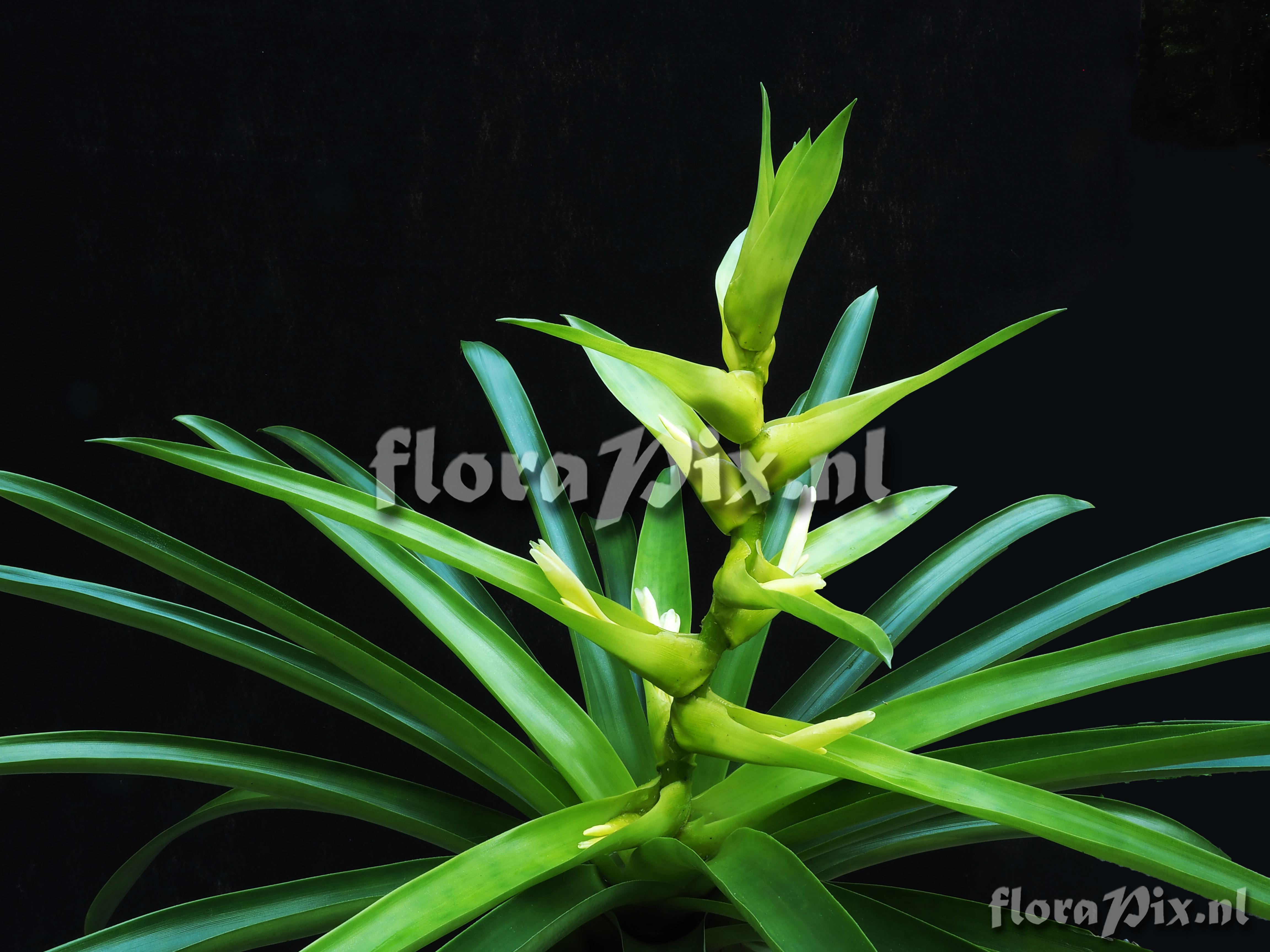 Guzmania alcantareoides