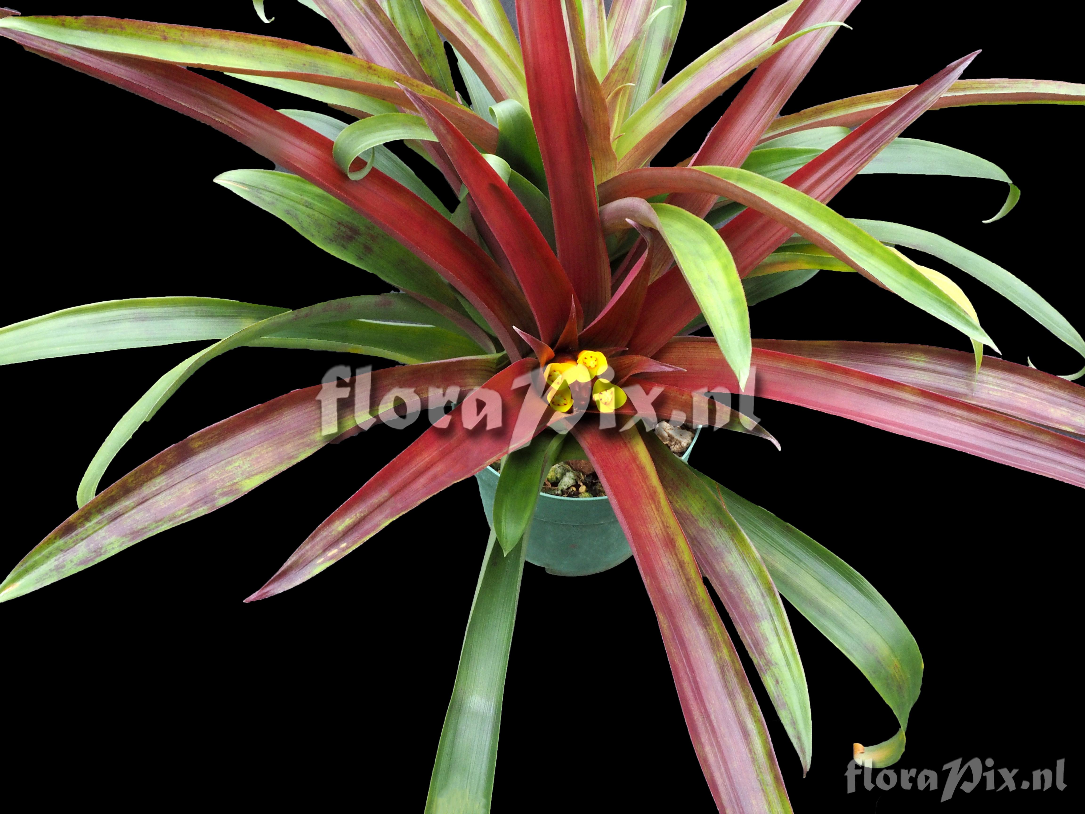 Guzmania cerrohoyaensis