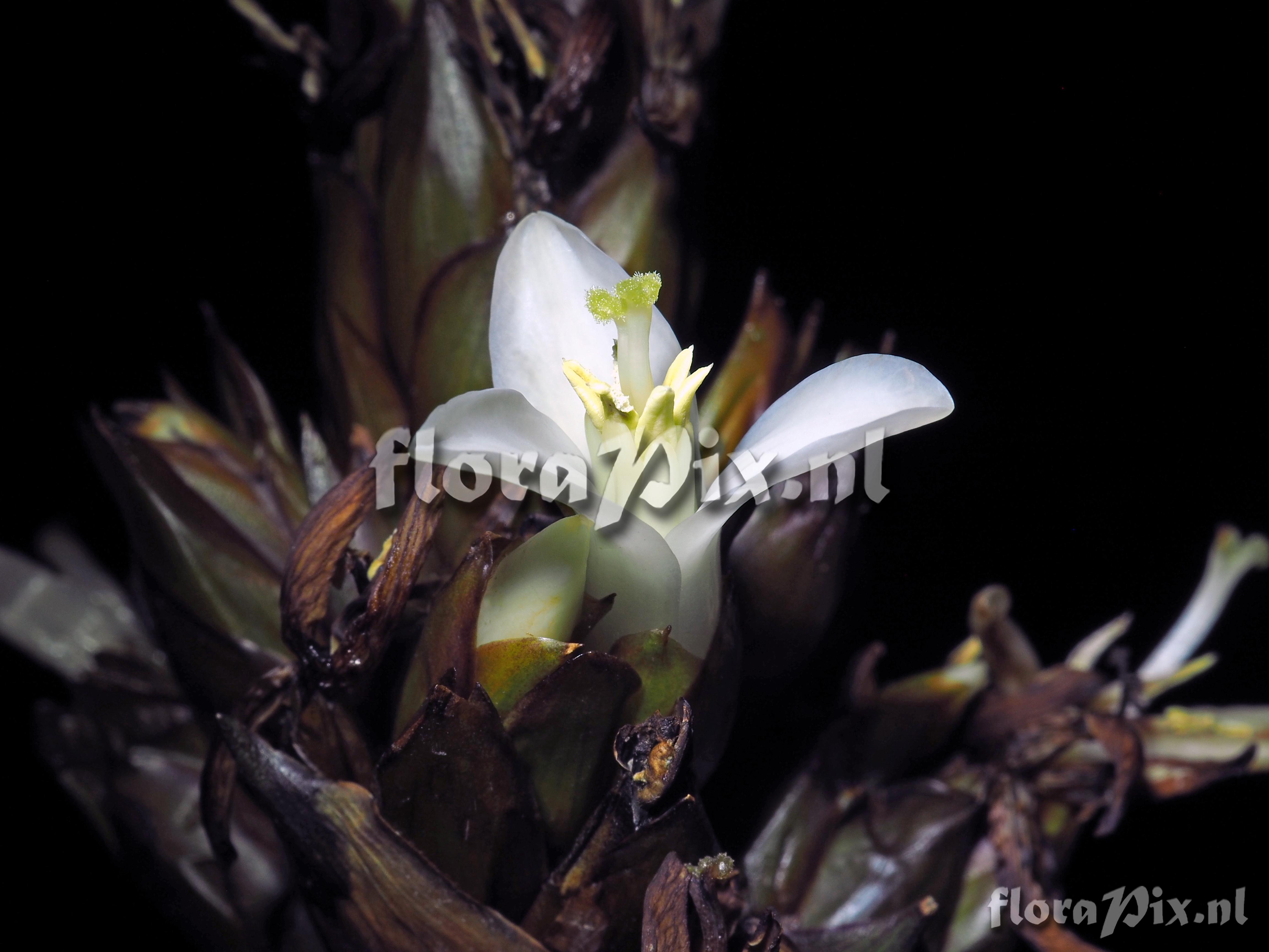 Guzmania densiflora