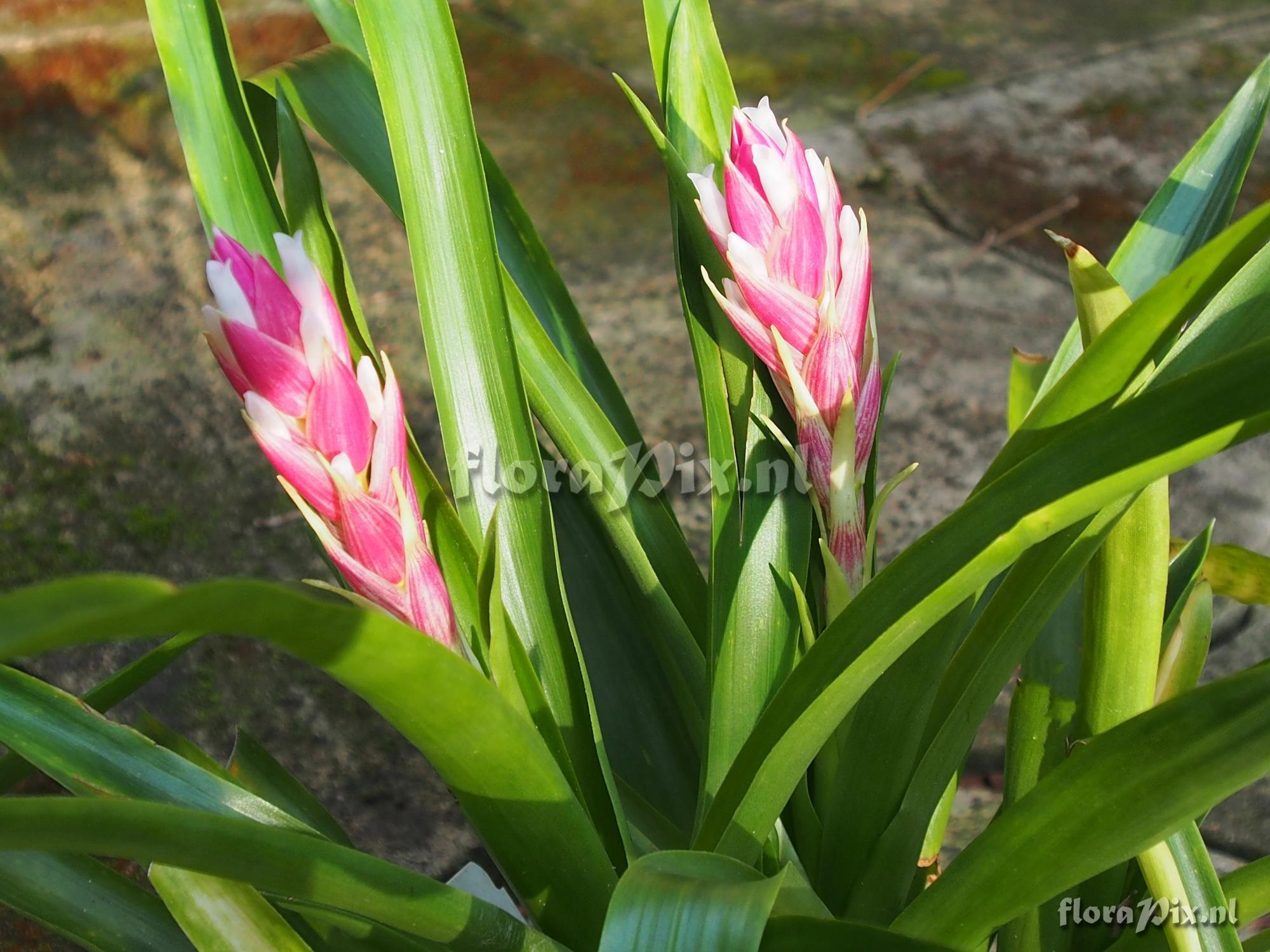 Guzmania fuerstenbergiana x