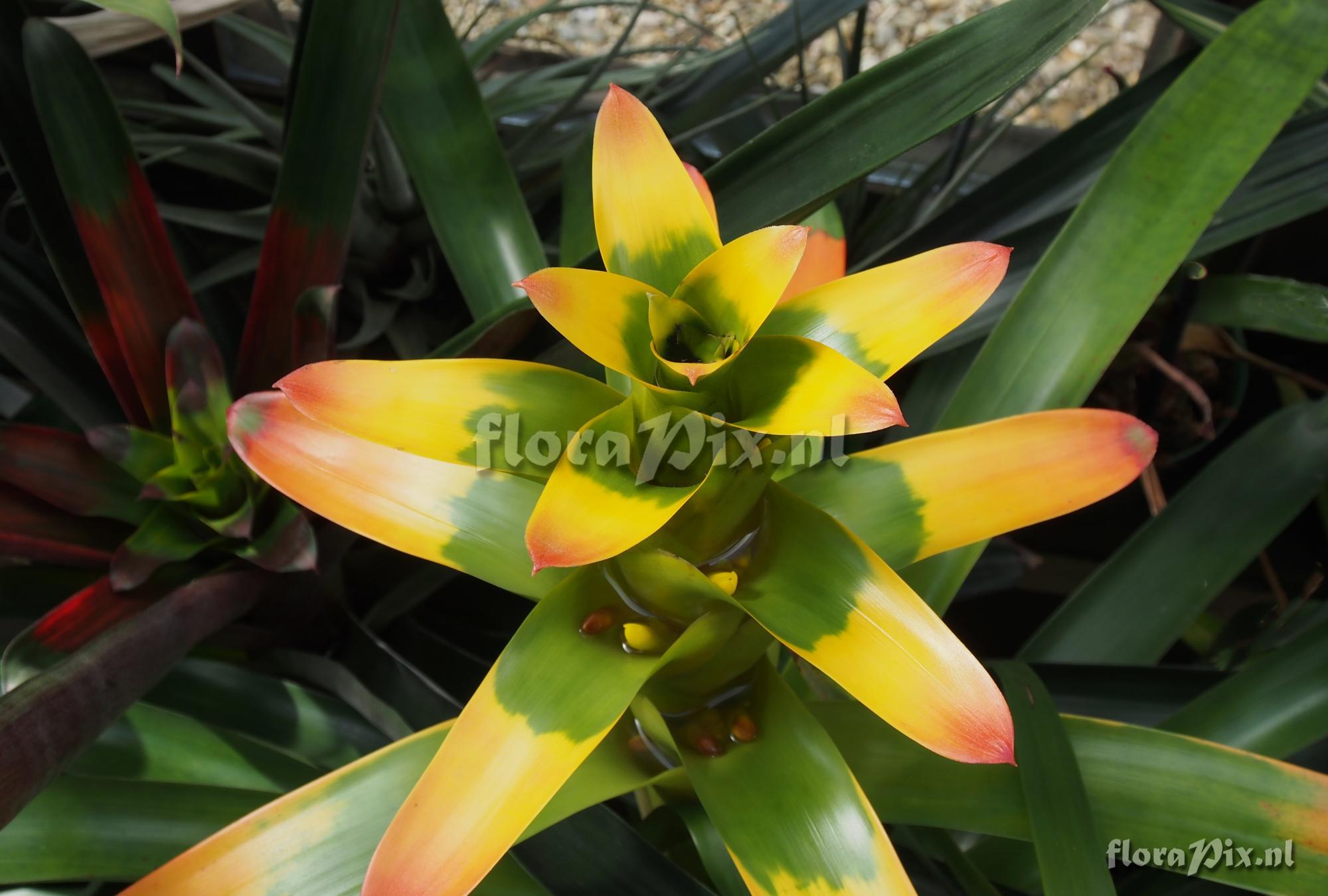 Guzmania gloriosa