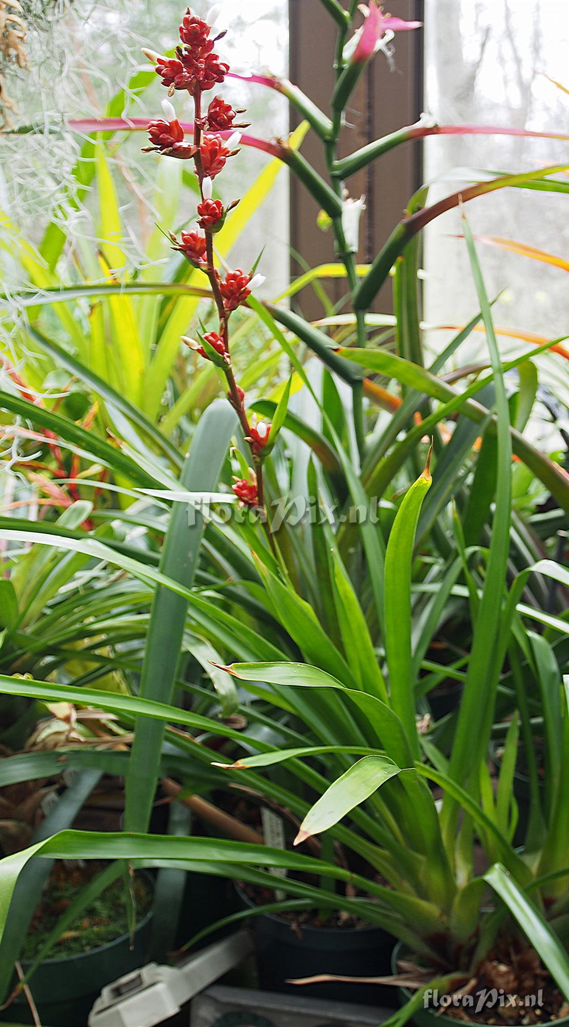 Guzmania acorifolia