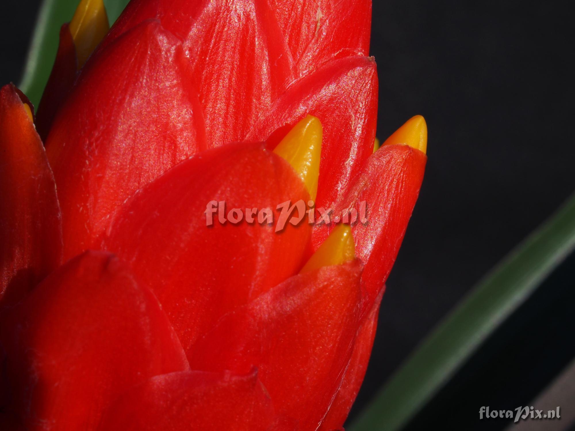 Guzmania melinonis