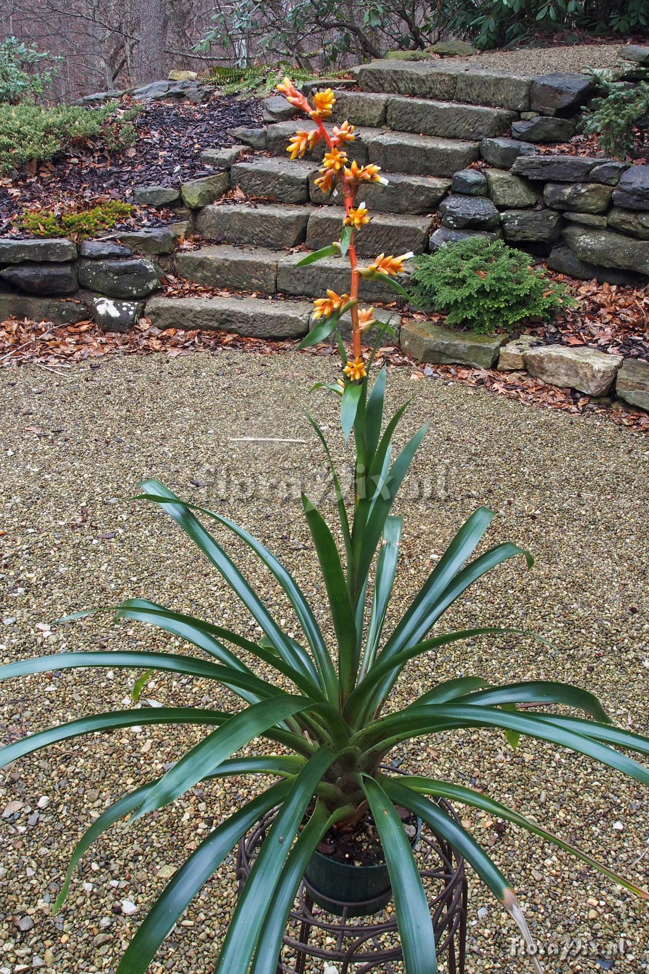 Guzmania multiflora