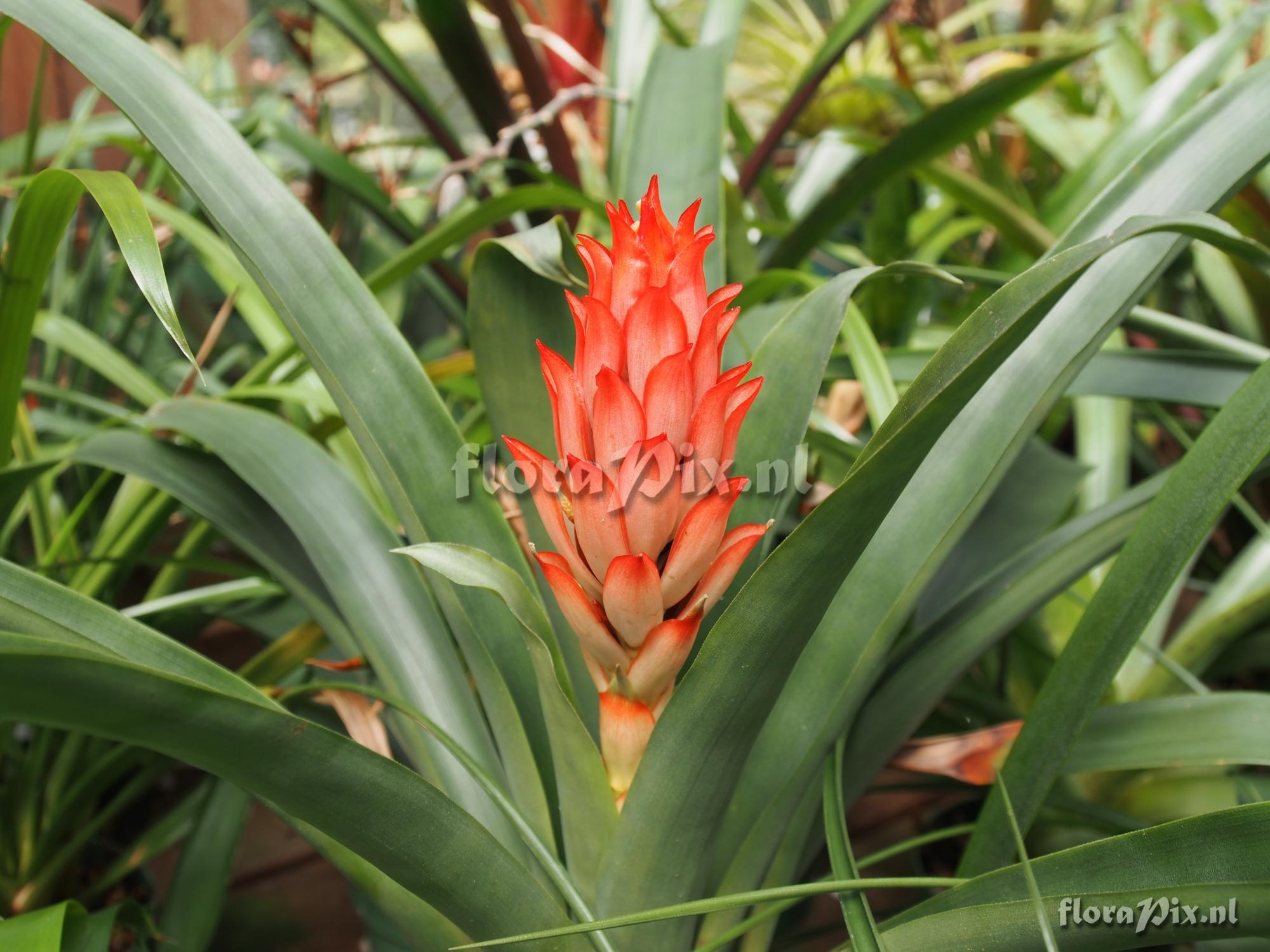 Guzmania osyana