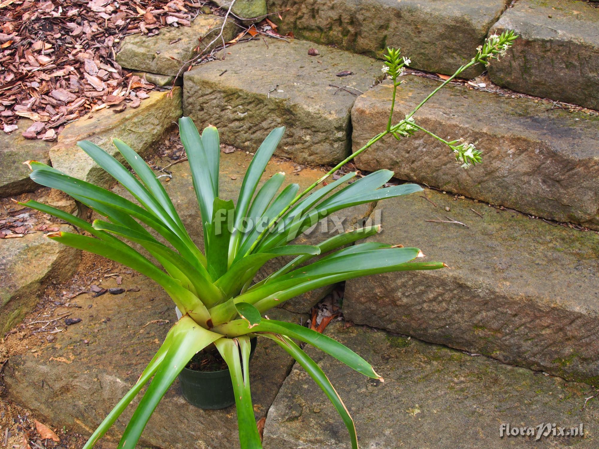 Guzmania roezlii