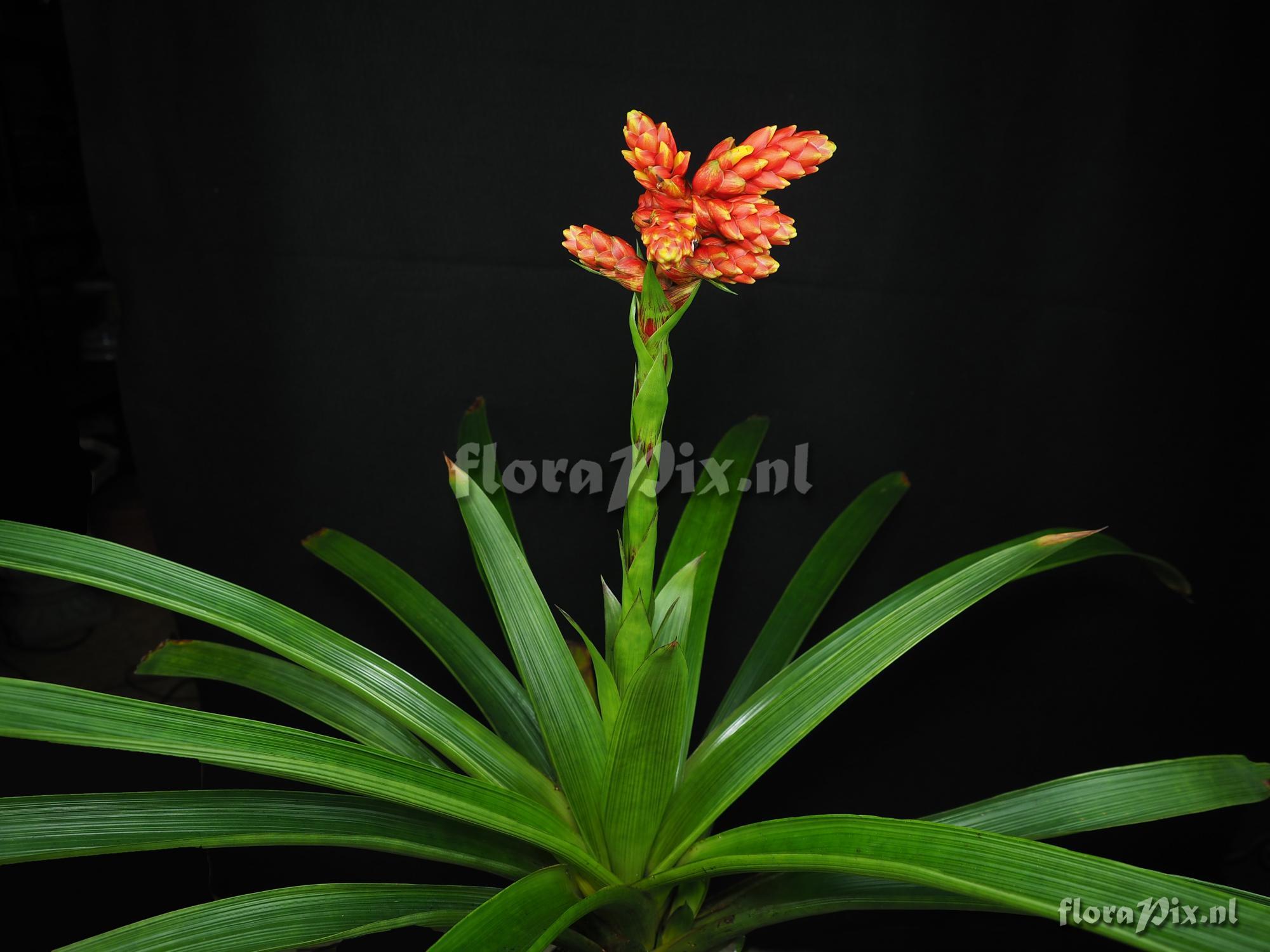 Guzmania rubrolutea