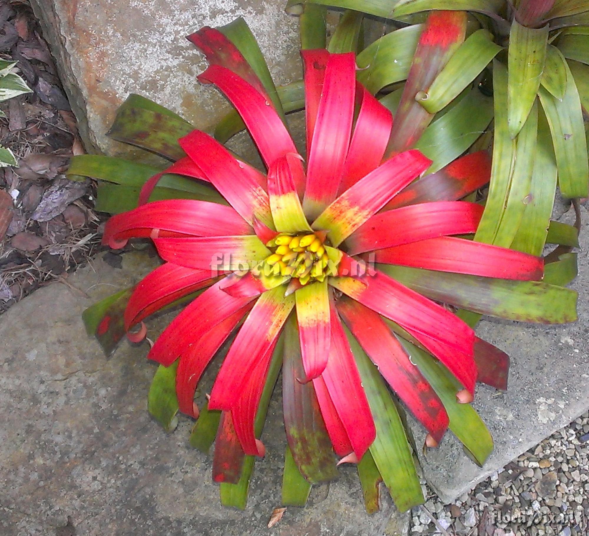 Guzmania sanguinea var. brevipedicellata