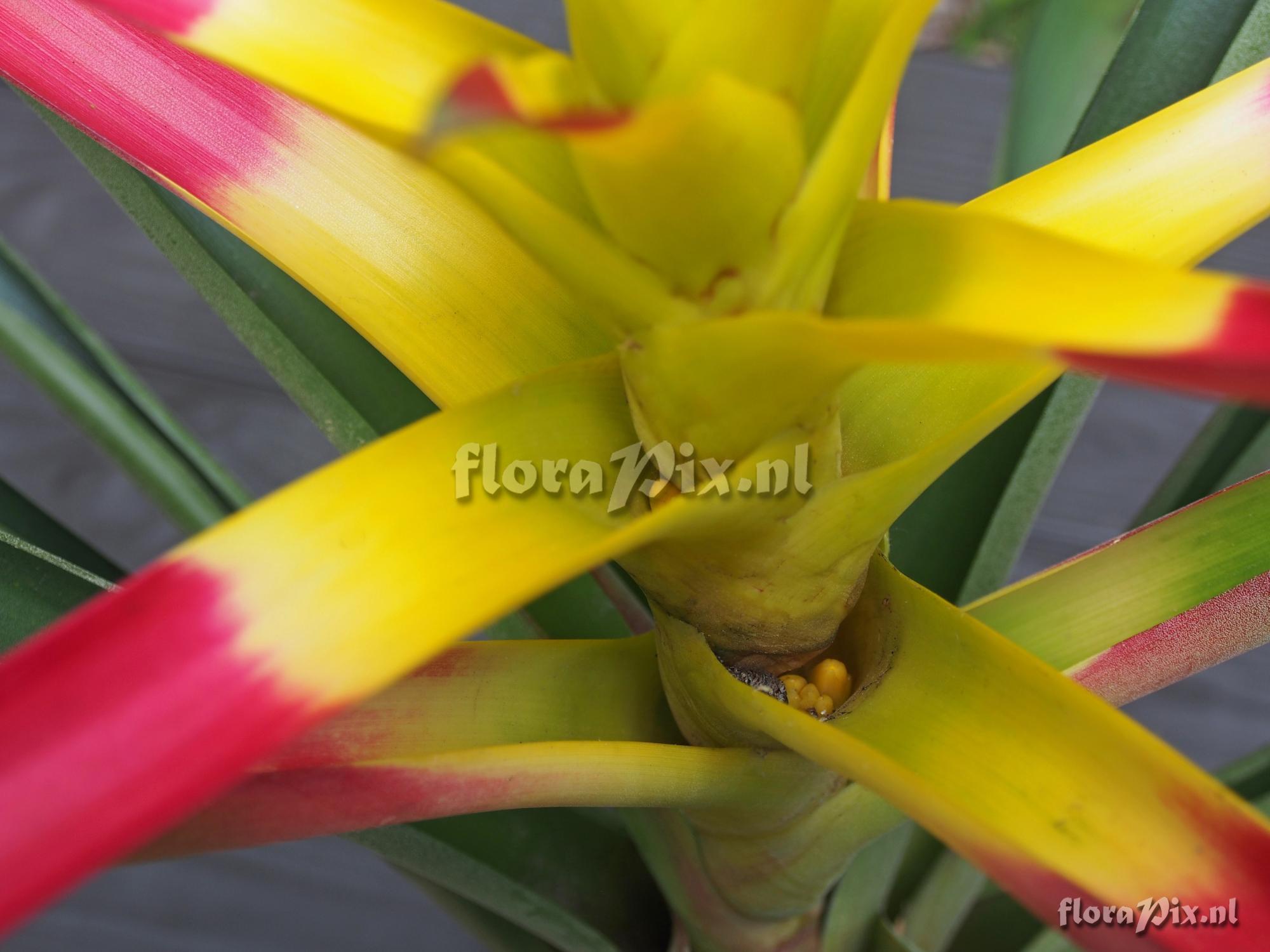 Guzmania squarrosa