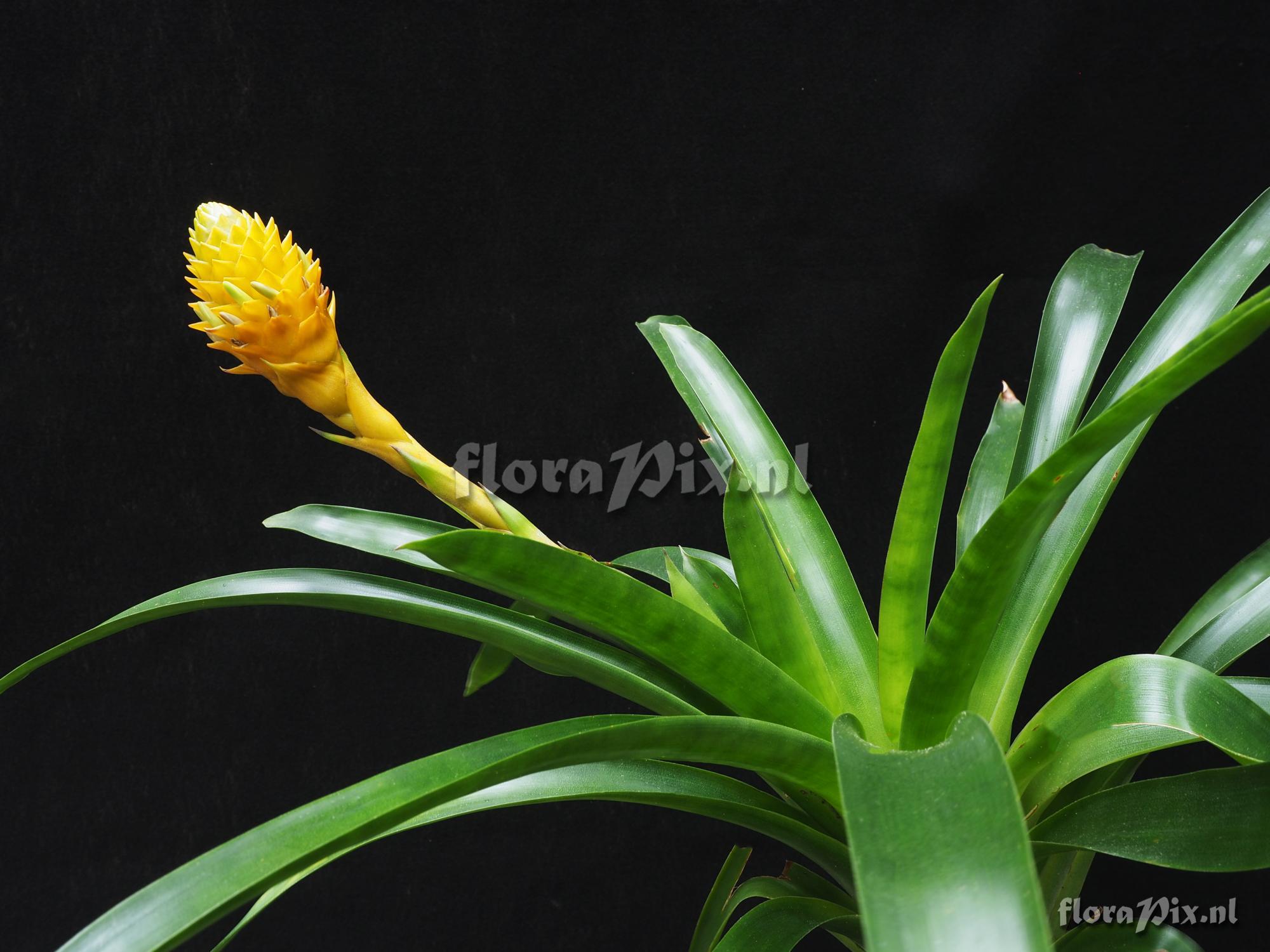 Guzmania teucamae