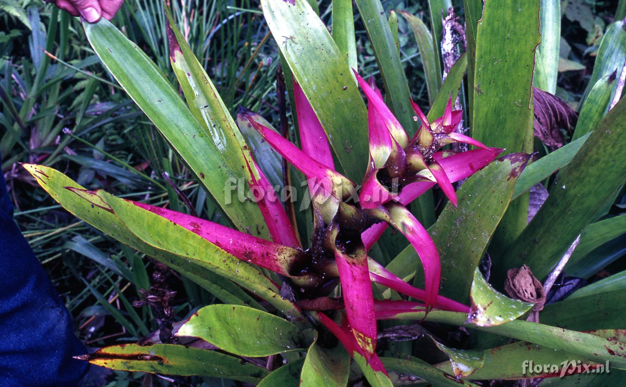 Guzmania kareniae