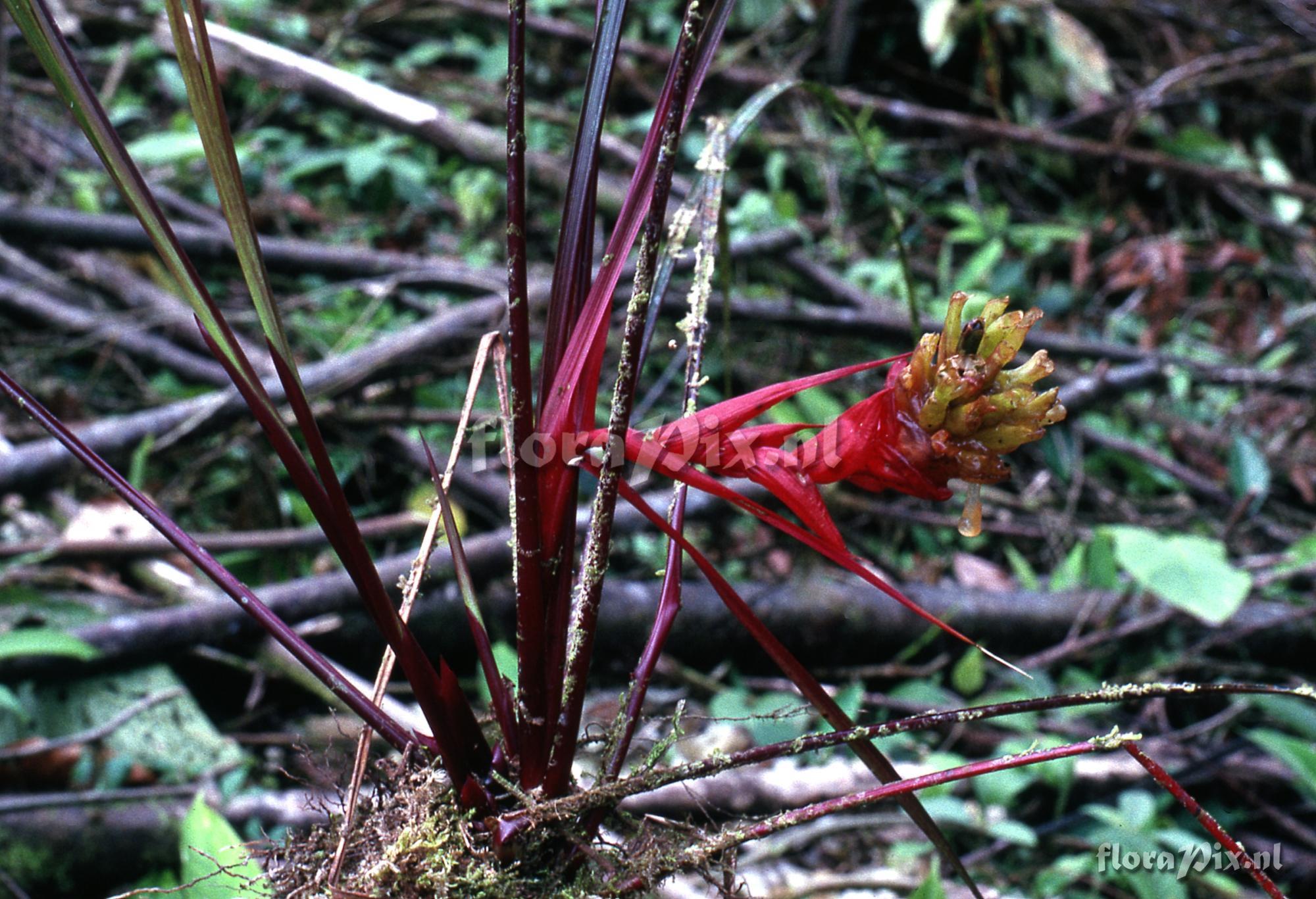 Guzmania globosa