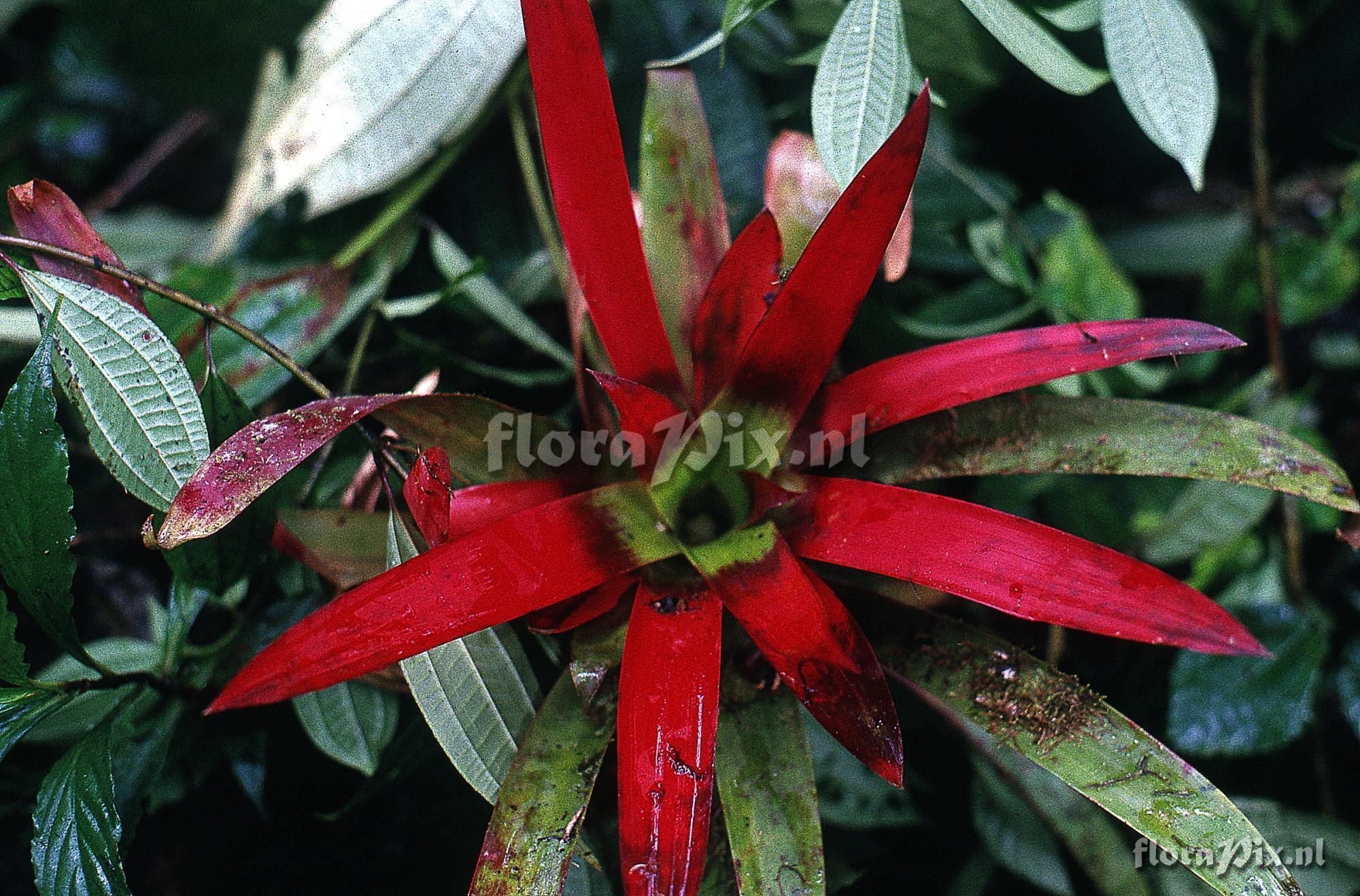 Guzmania sanguinea var. brevipedicellata