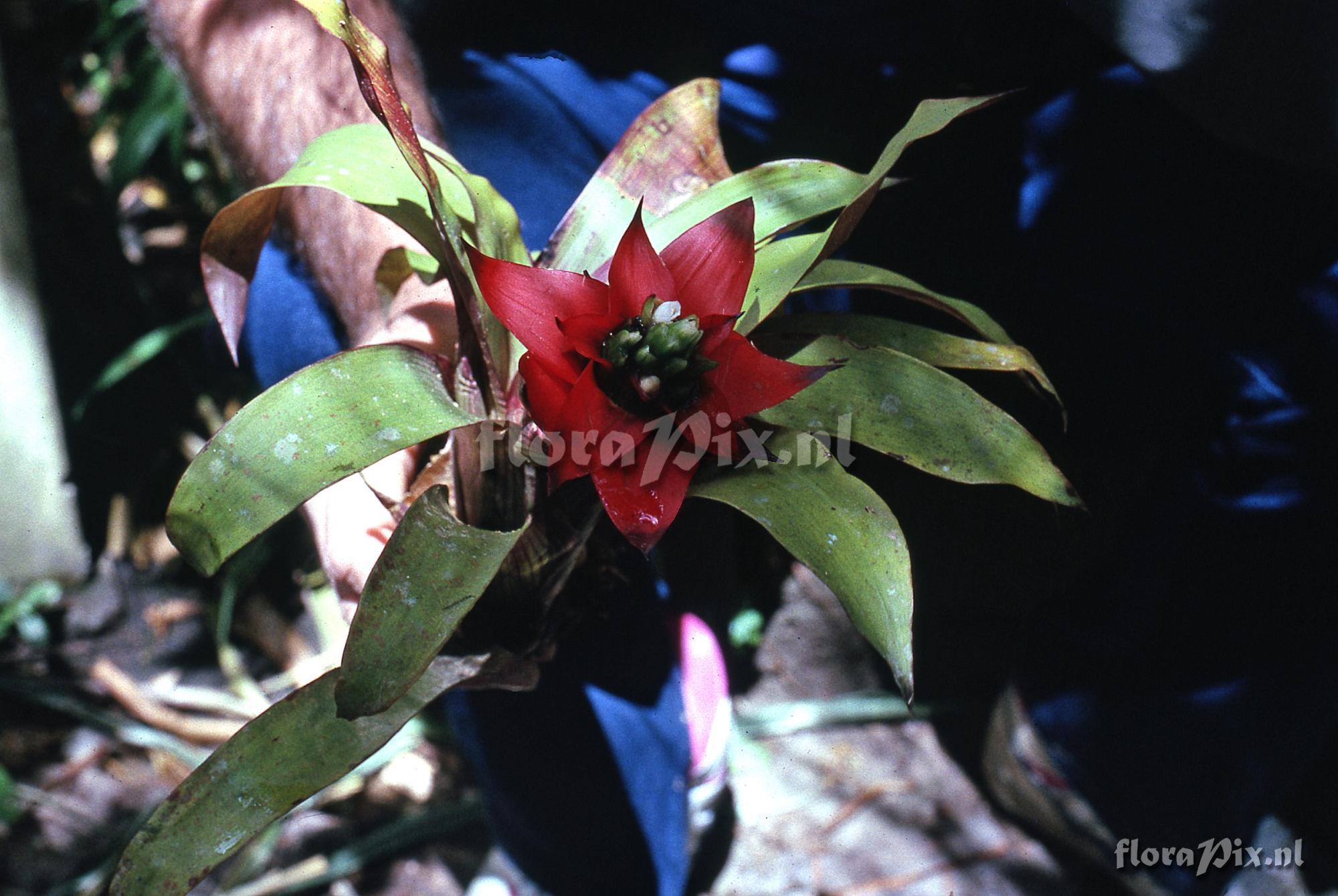 Guzmania conglomerata