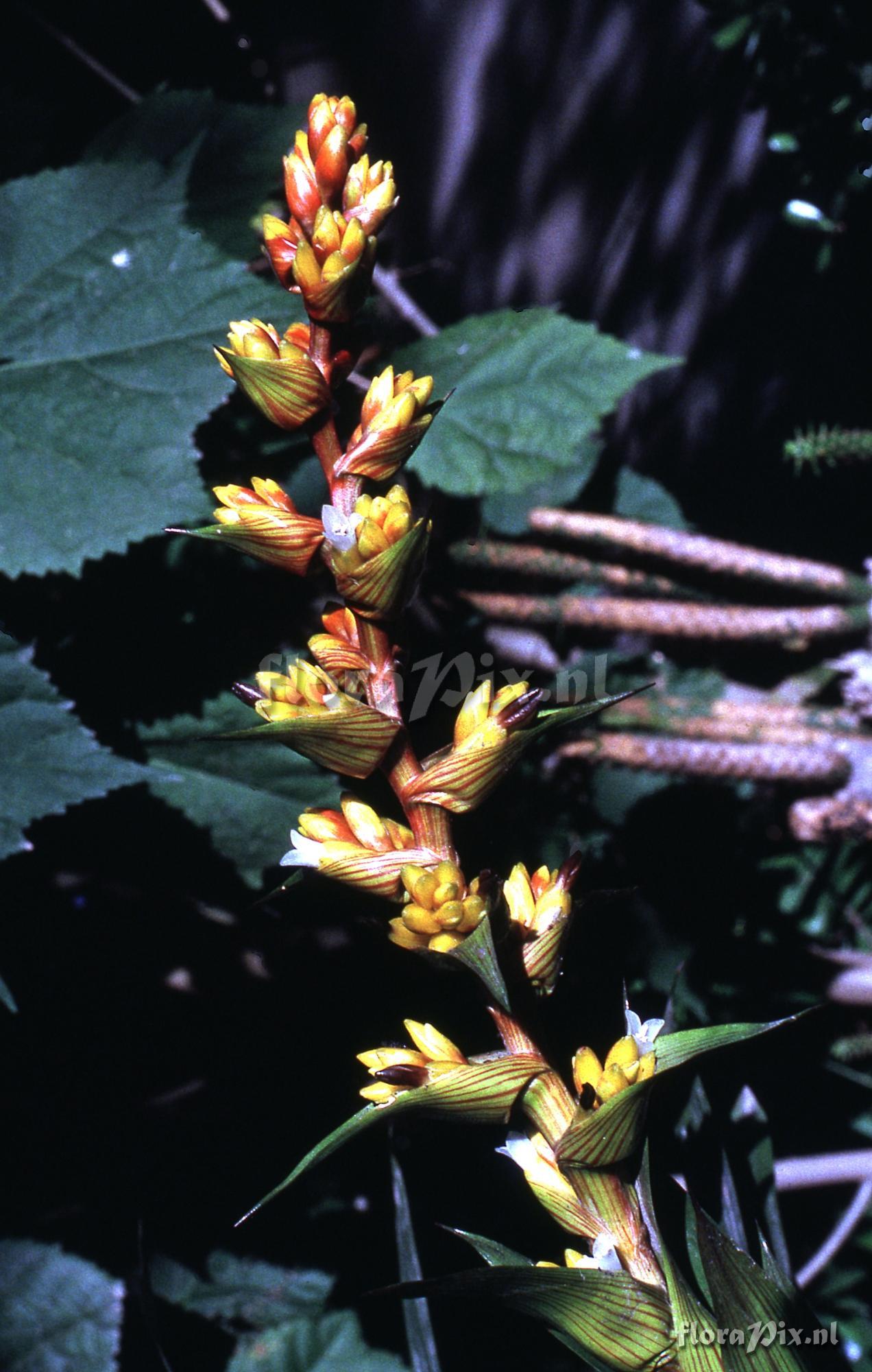 Guzmania multiflora