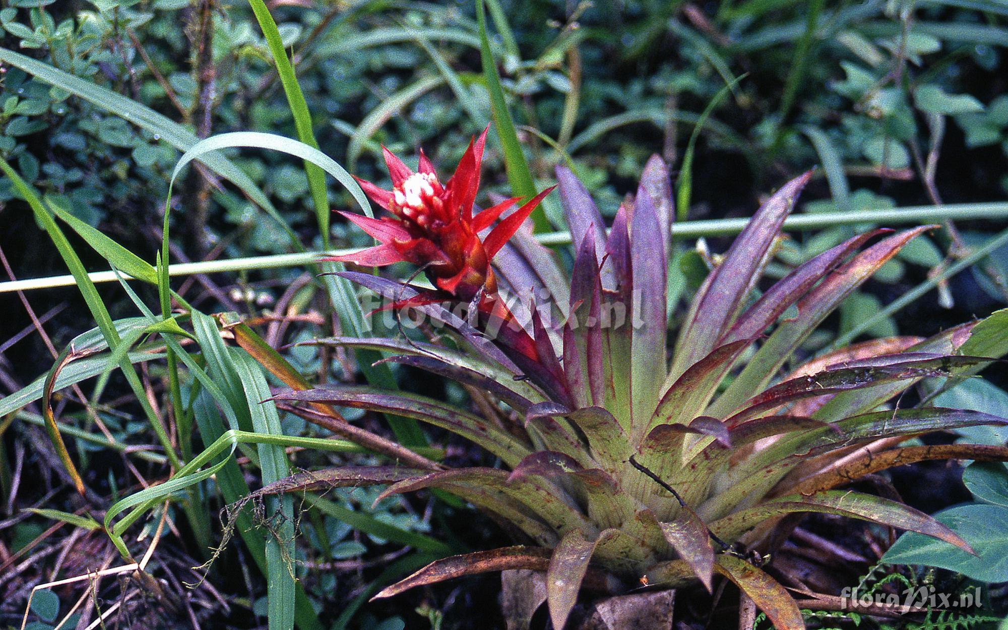 Guzmania lingulata var. flammea